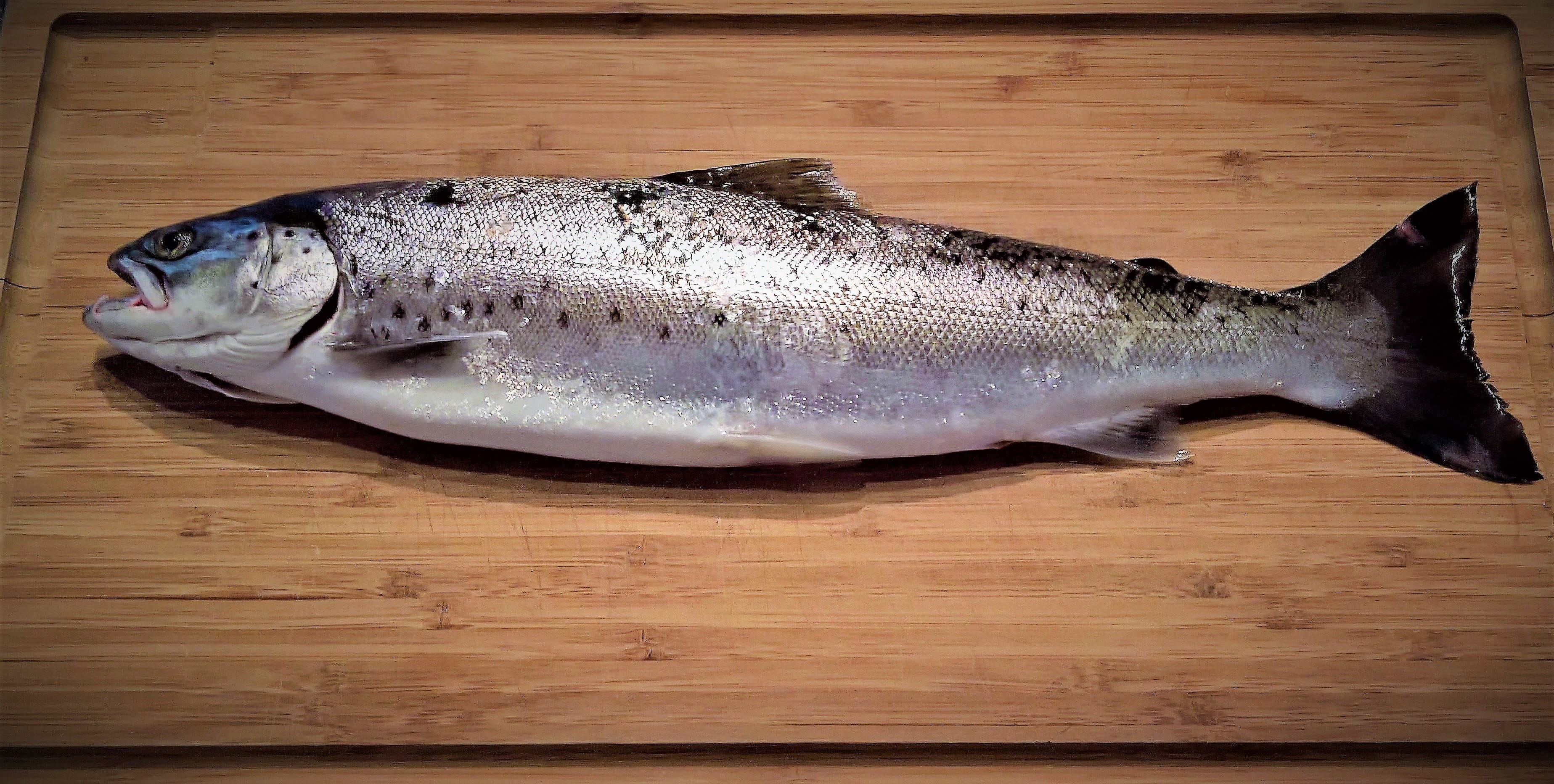 caught himself, food, freshness, japanese food, healthy eating, animal, food and drink, salzwasserfisch, high angle view, Sea Trout, wellbeing, Fish, 2K, HD Wallpaper