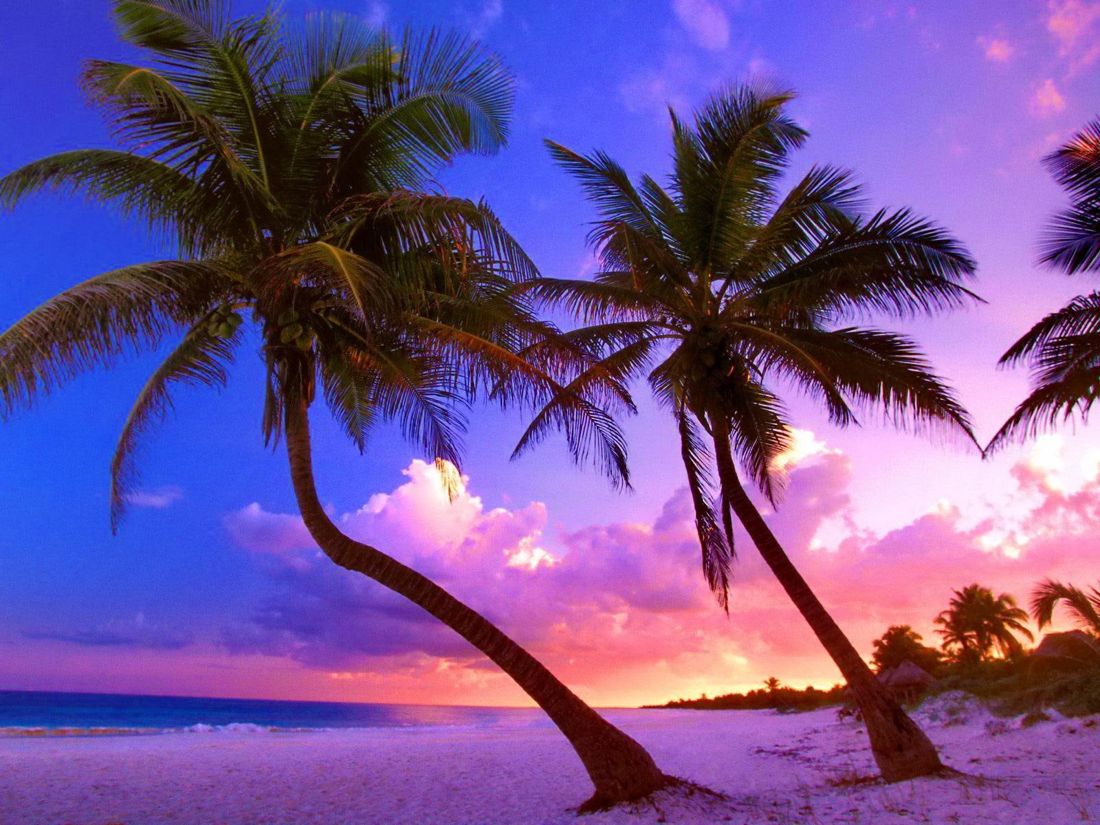 rest, palms, near, sunset, nice, sands, lovely, beautiful, amazing, dusk, mexico, 720P, exotic, cancun, colorful, beach, purple, trees, HD Wallpaper