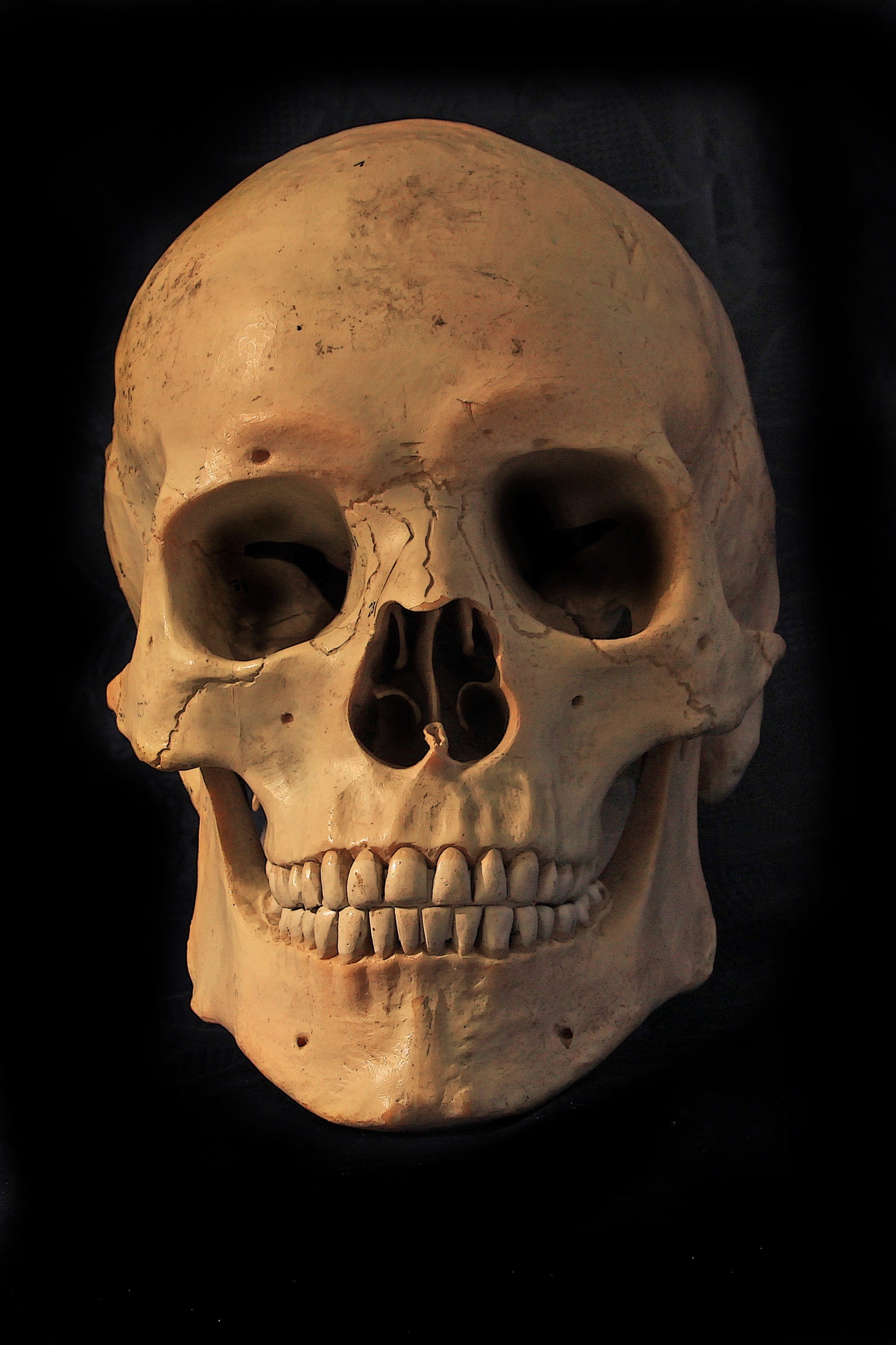 discovery, mortal, people, death, human body part, human face, human teeth, still life, dead, skull bone, indoors, black background, single object, human bone, Phone HD Wallpaper