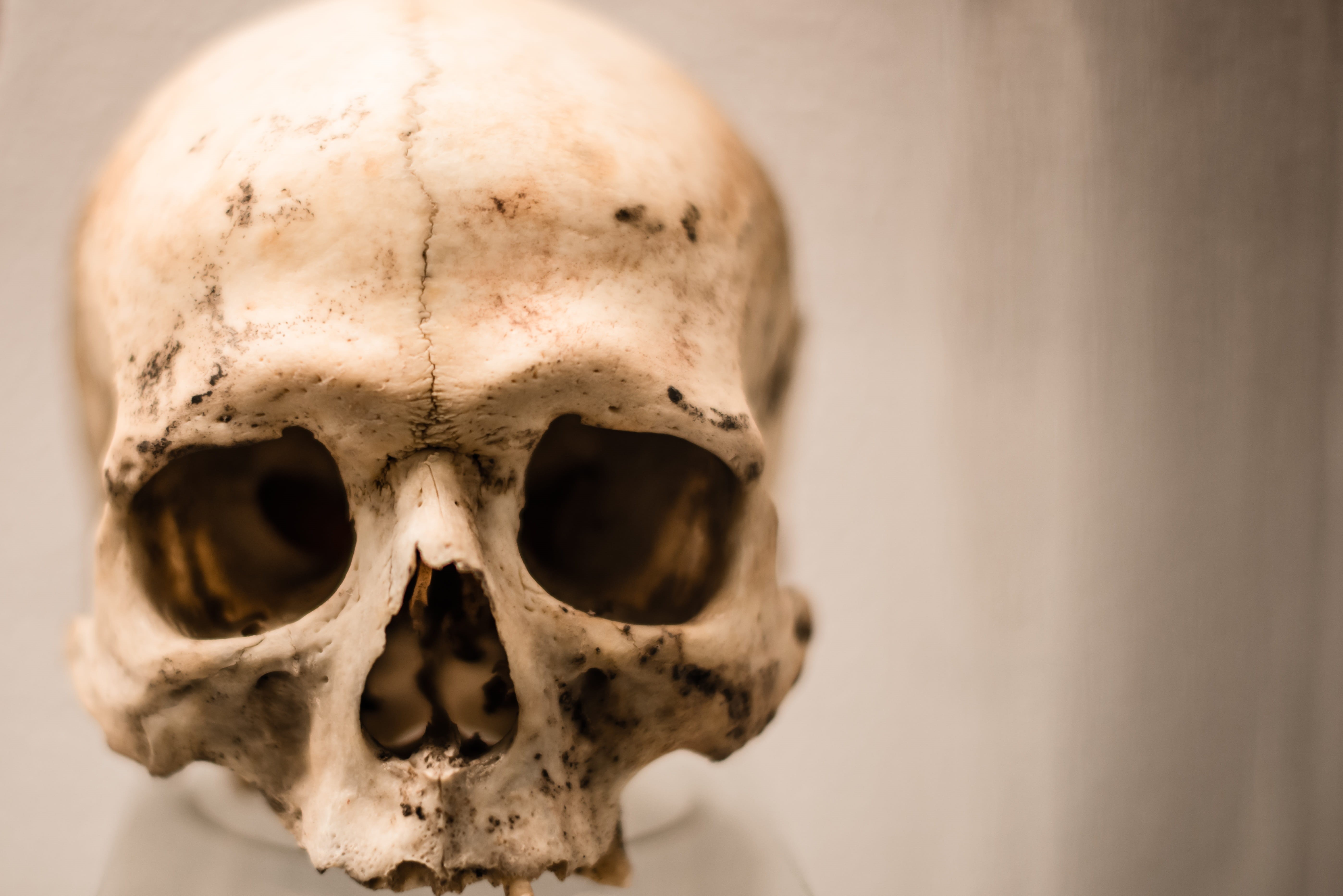 cranium, still life, human face, dead, scary, exhibit, fear, death, creepy, focus on foreground, head, anatomy, human, human skeleton, skull, indoors, halloween, HD Wallpaper