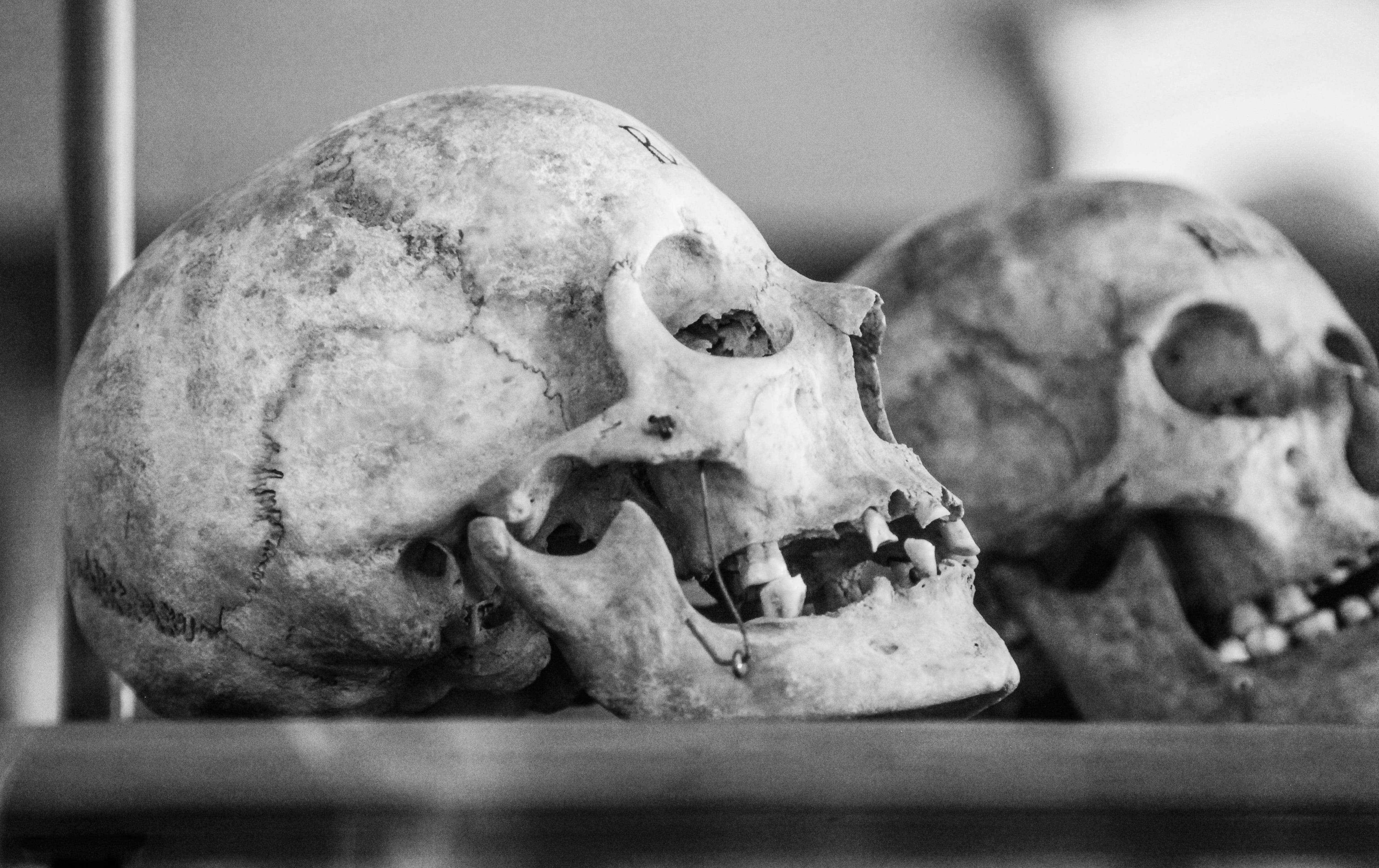 symbol, side, fear, animal skeleton, animal, scary, creepy, brown, spooky, face, table, alchemist, the past, dirty, witch, still life, retro, head, indoors, HD Wallpaper