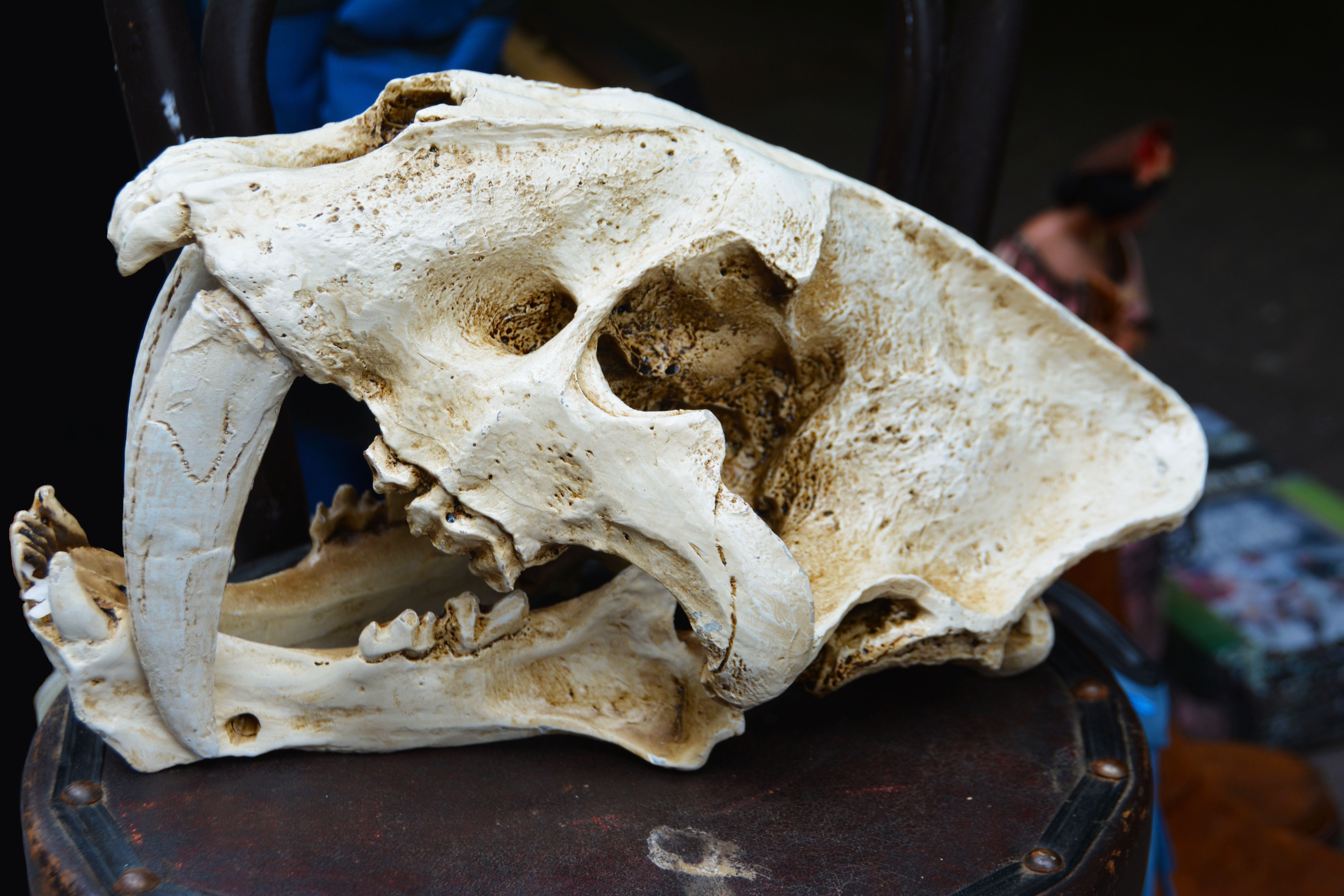 spooky, animal skeleton, animal, no people, dead, jaw, scary, in focus, indoors, danger, saber tooth tiger, white, photo, old, focus, creepy, grunge, head, HD Wallpaper