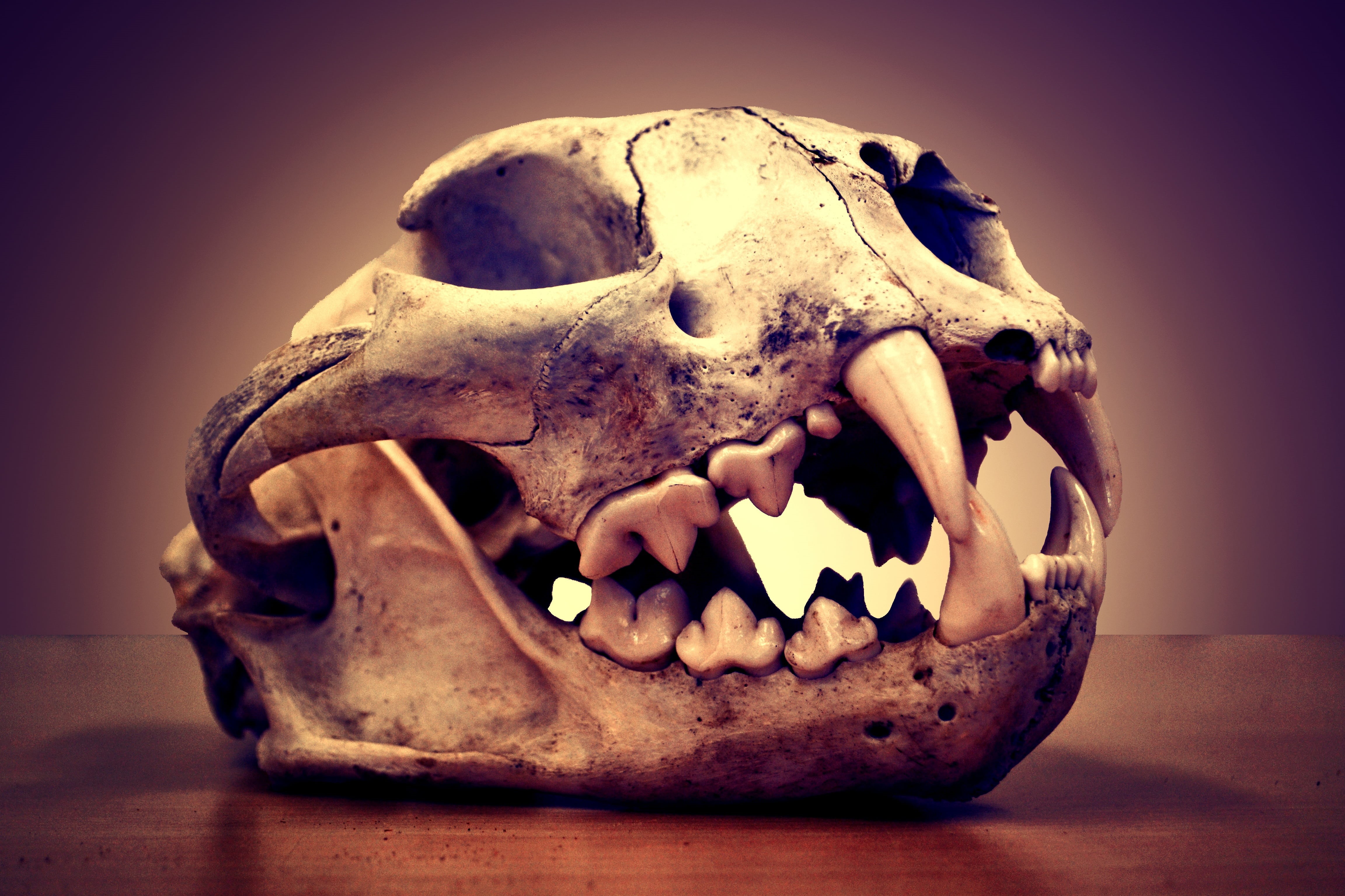 bone, animal Skull, old, 4K, day, decoration, aged, animal body part, human teeth, human body part, indoors, nose, mountain lion, deceased, cougar, animal Teeth, HD Wallpaper