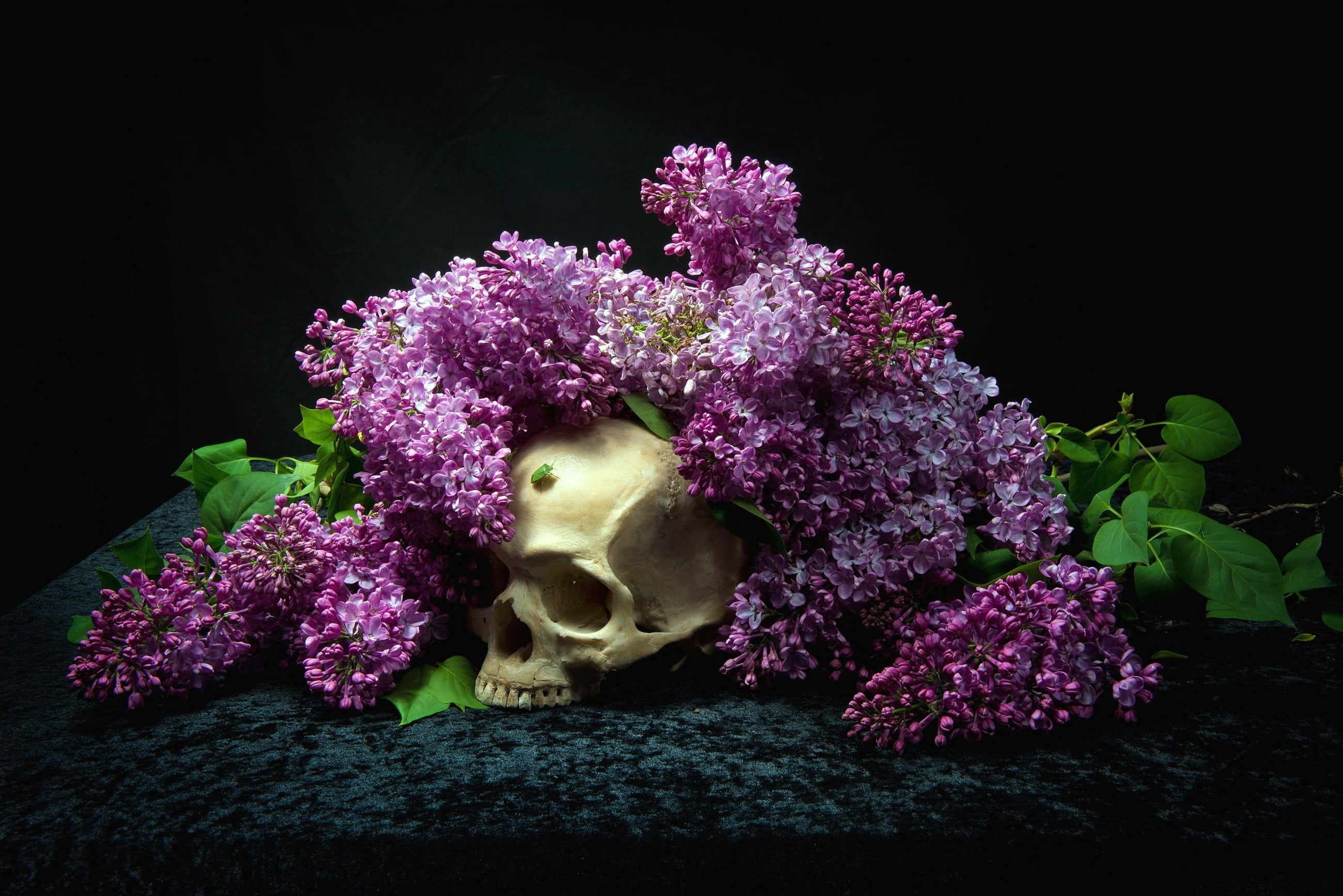 freshness, close-up, skull, beauty in nature, plant part, bones, purple, white, flowers, plant, vegetable, growth, flower, nature, human, lilac, flowering plant, HD Wallpaper