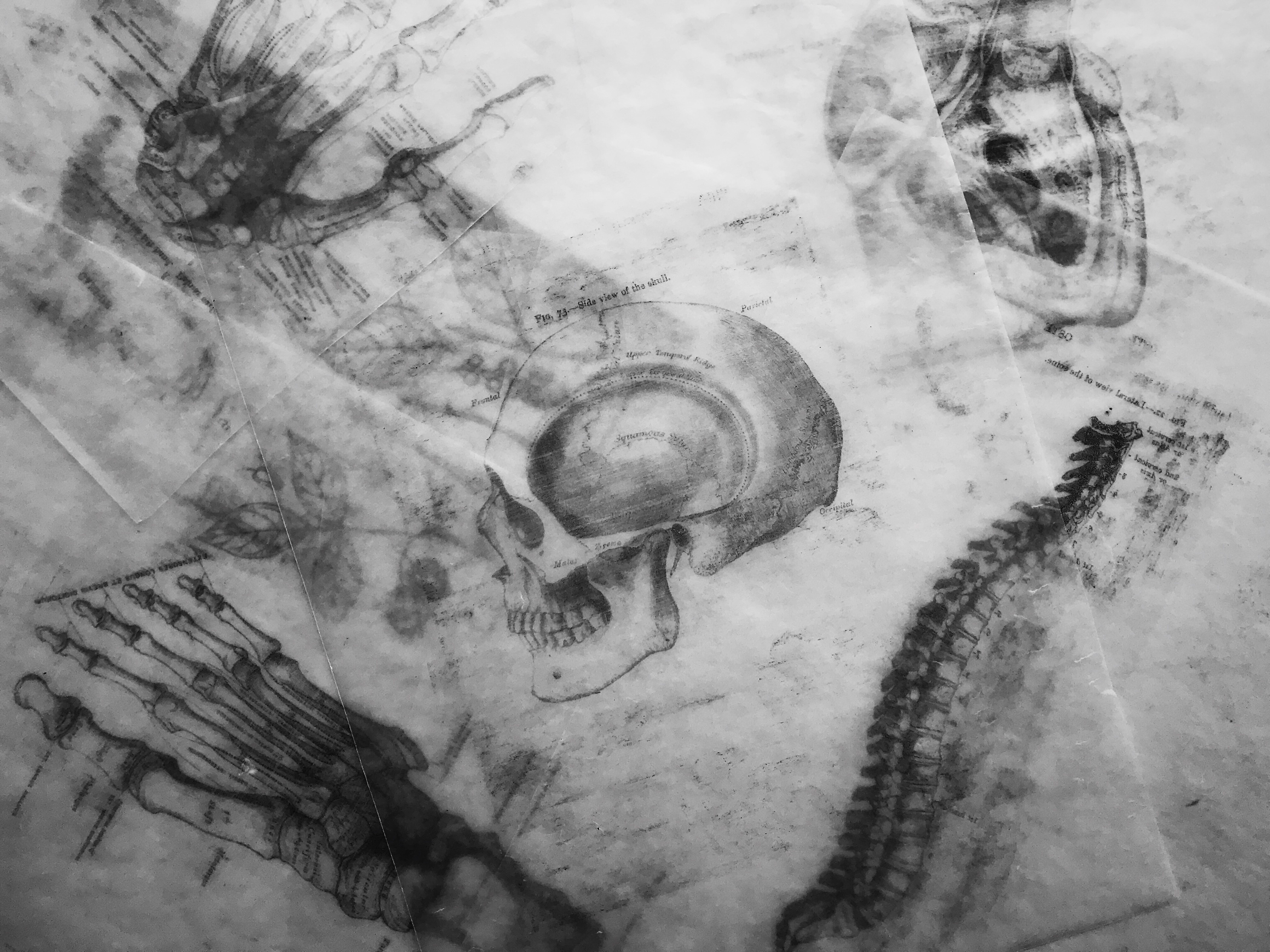 human, photography, indoors, grayscale, sketeton, high angle view, winter, spooky, anatomical sketch, anatomical diagram, snow, creepy, scary, skull, paper, HD Wallpaper