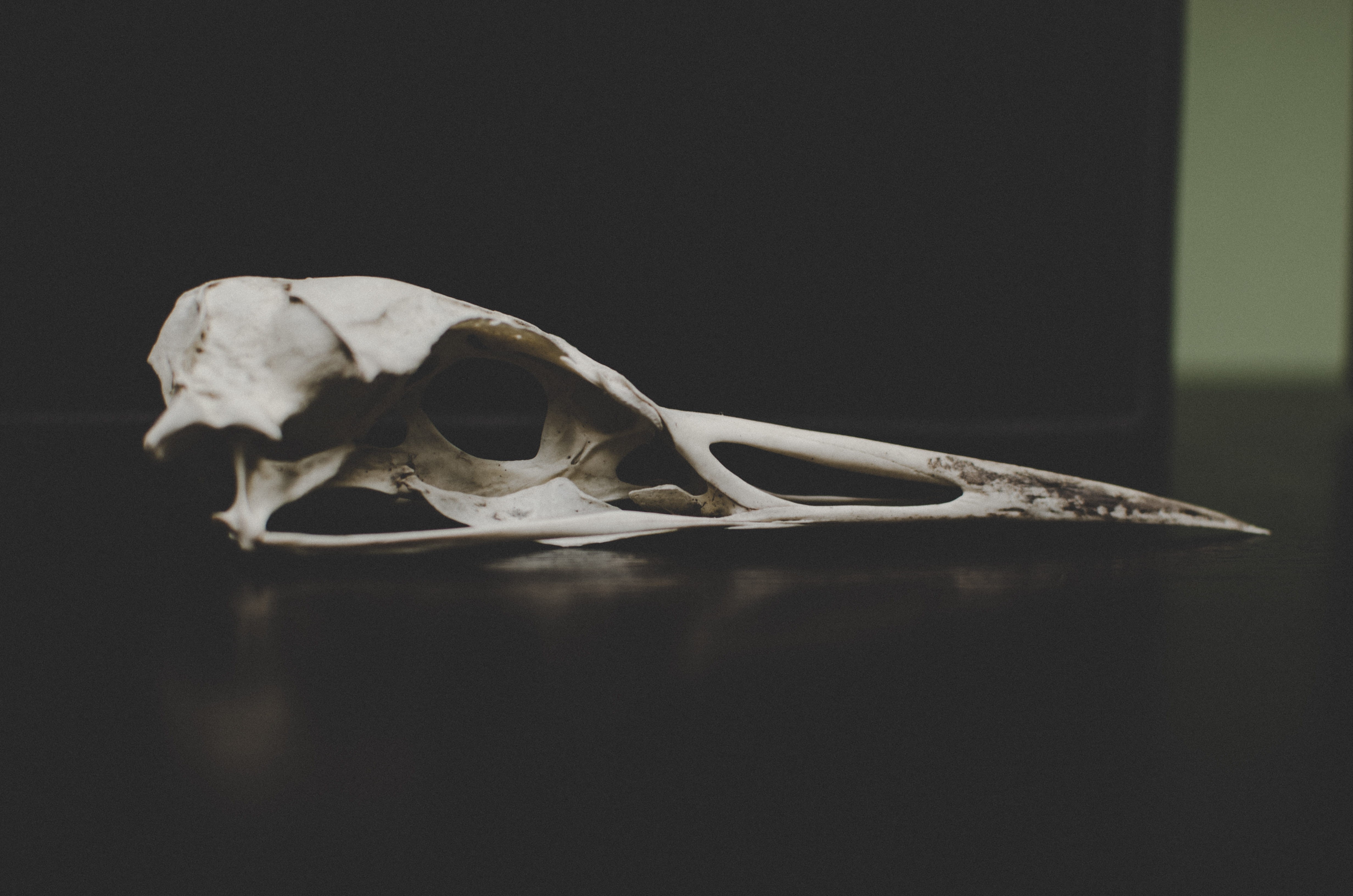 animal skull, single object, no people, close-up, animal Skeleton, one animal, animal body part, black background, mammal, science, skeleton, animal themes, HD Wallpaper