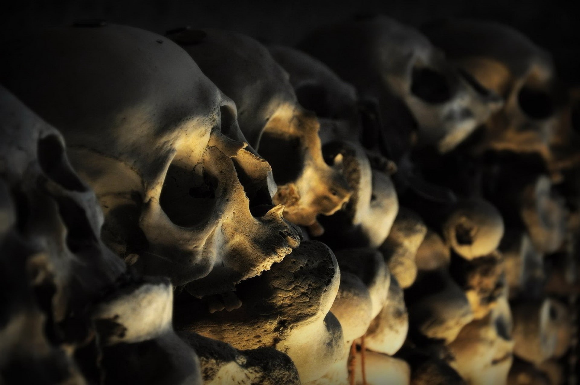 animal, animal themes, no people, fear, black background, day, skull, bones, selective focus, indoors, animal body part, nature, one animal, animals in the wild, HD Wallpaper
