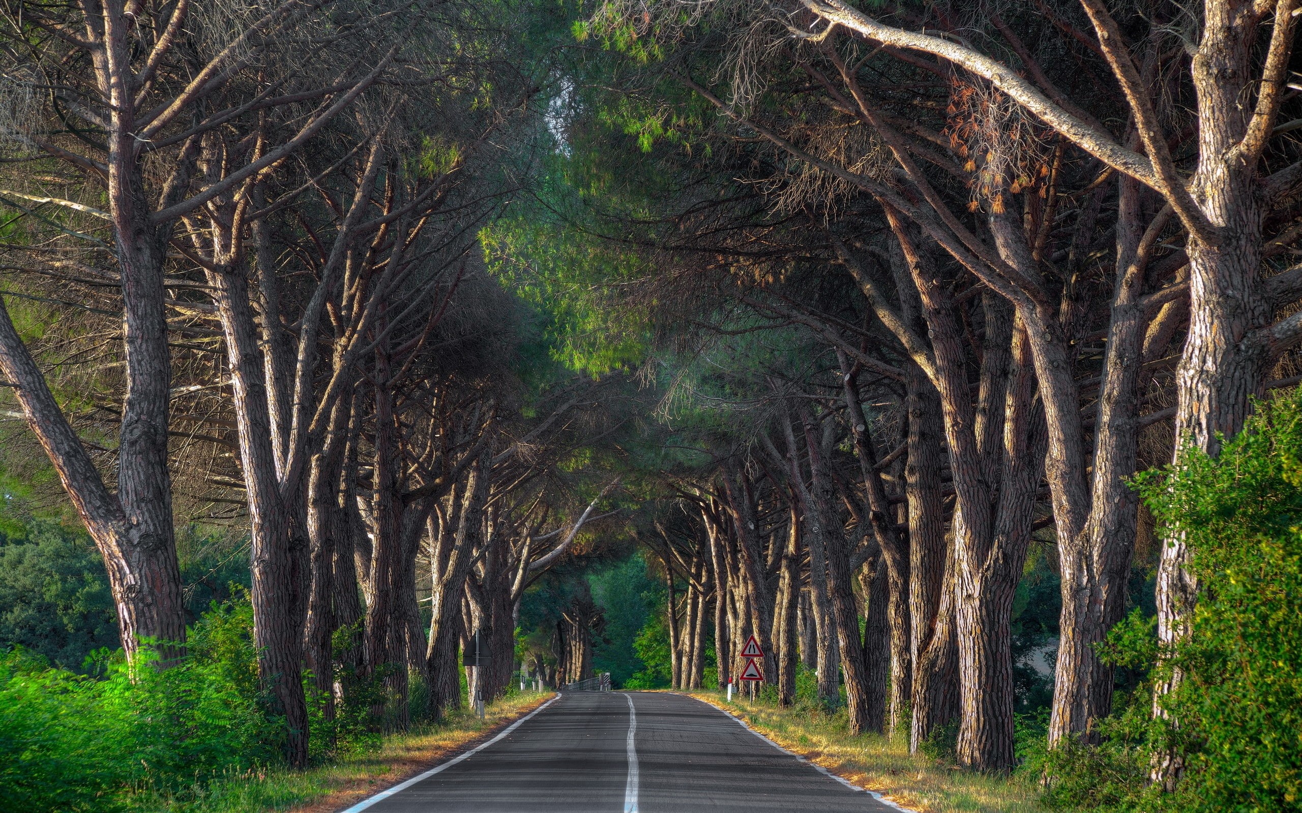 tree canopy, curve, leaf, tranquility, transportation, road, treelined, land, the way forward, sign, rural Scene, day, no People, grey, green Color, nature, HD Wallpaper