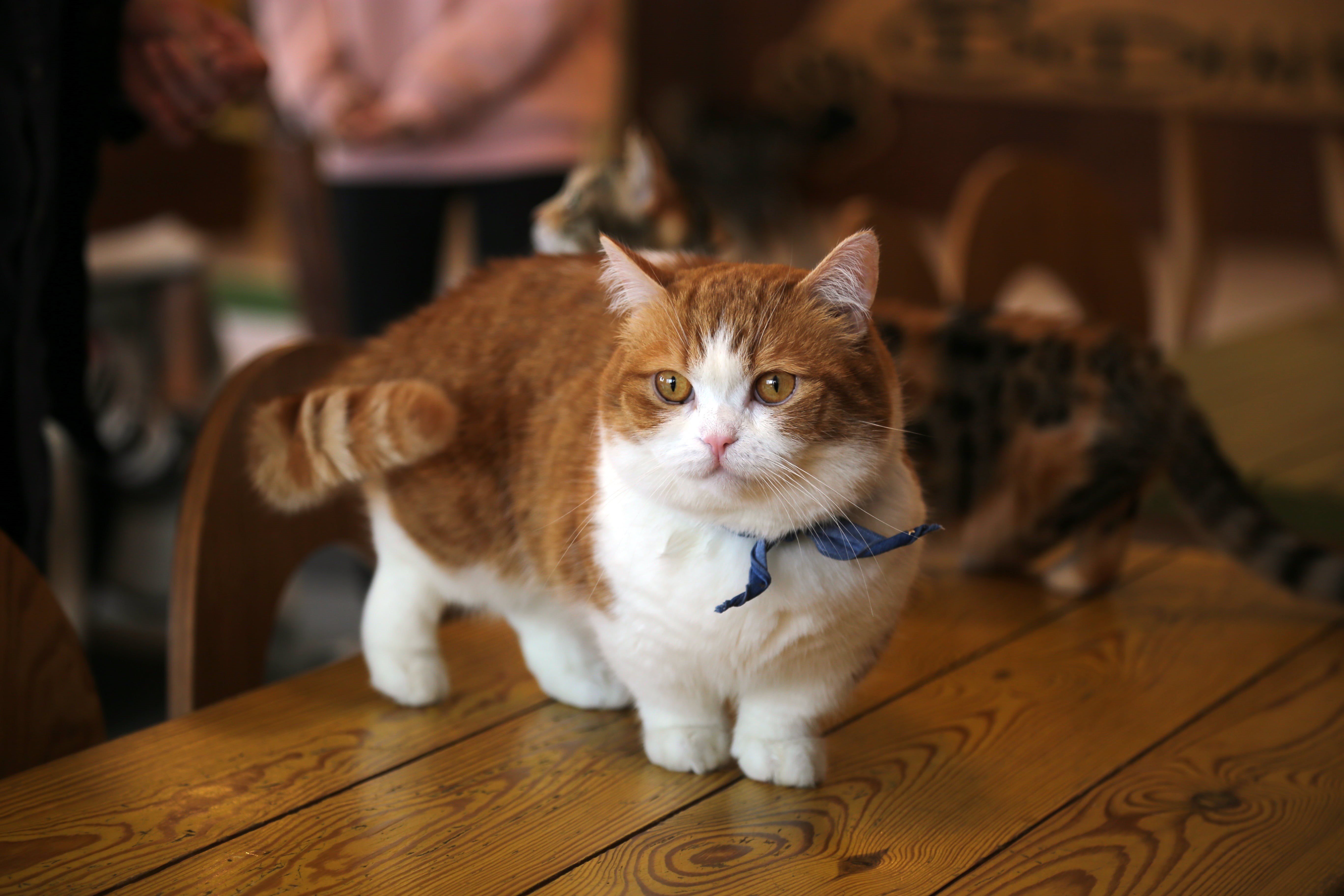 animal eye, focus, ginger cat, vertebrate, sitting, tail, one animal, photography, animal, munchkin, short, looking at camera, animal themes, cat, wood - material, HD Wallpaper
