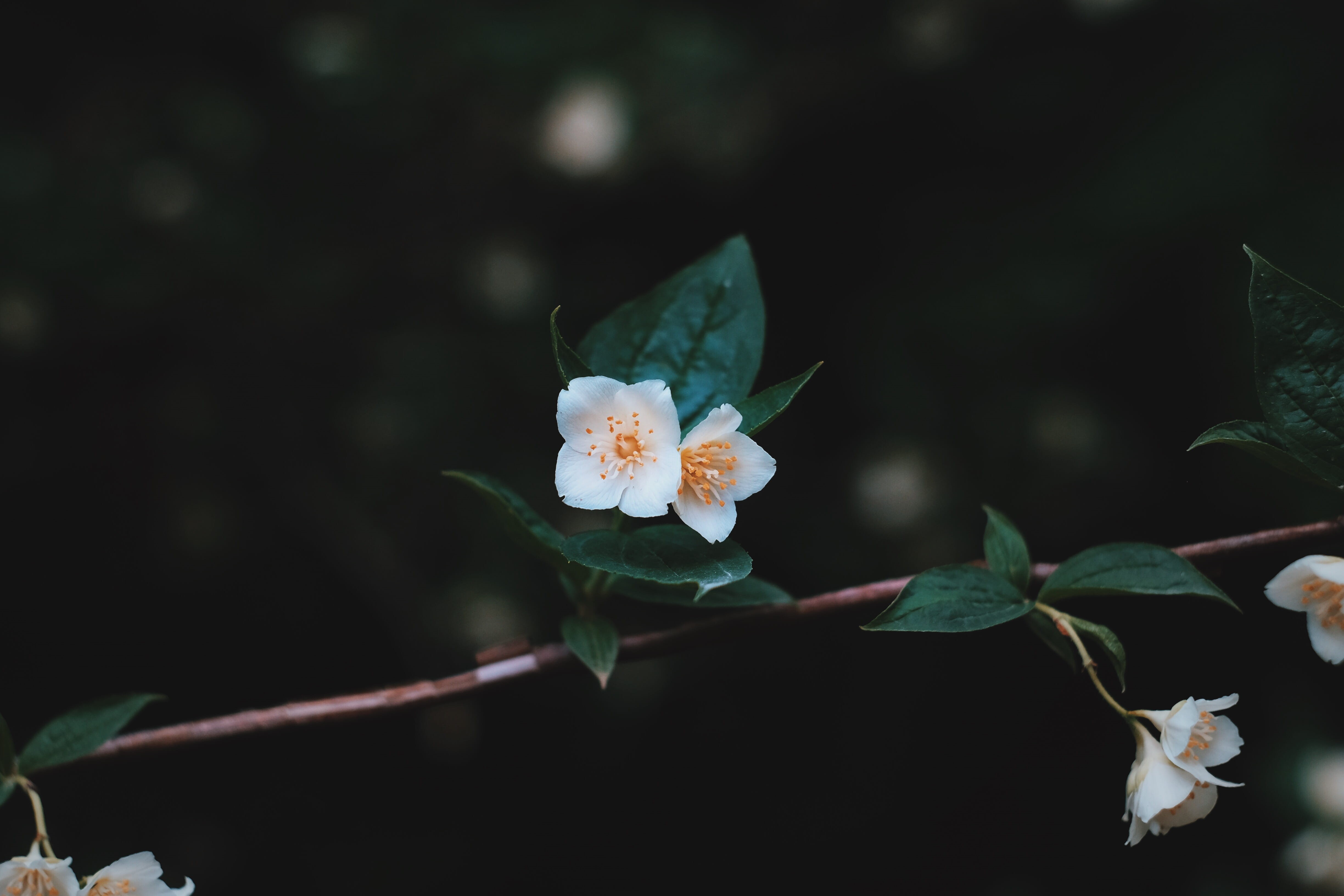 tilt shift photography, 4K, pollen, petal, springtime, focus, white, no people, freshness, vulnerability, fragility, outdoors, close-up, full length, plant part, HD Wallpaper