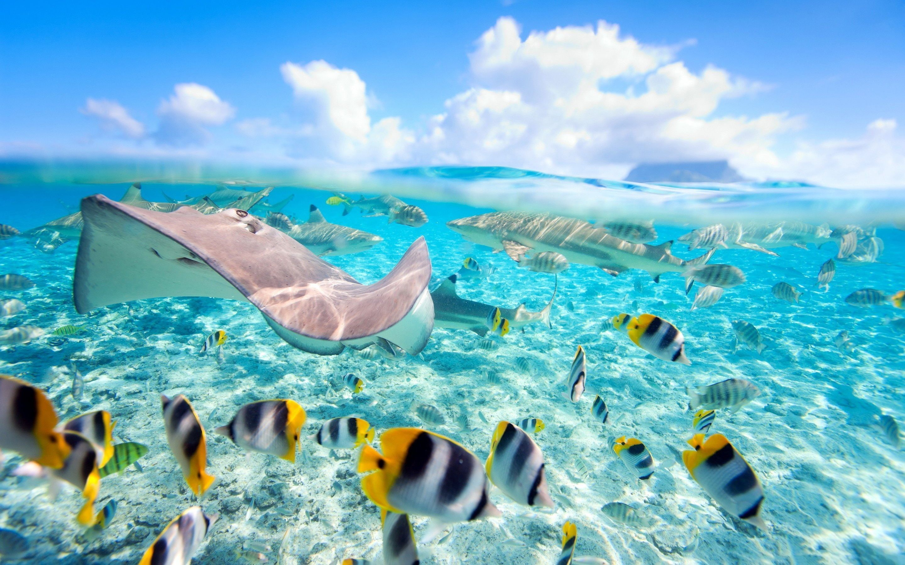 crystal, underwater, vertebrate, animal themes, water, blue, sea, sea life, nature, marine, animals in the wild, group of animals, turquoise colored, HD Wallpaper