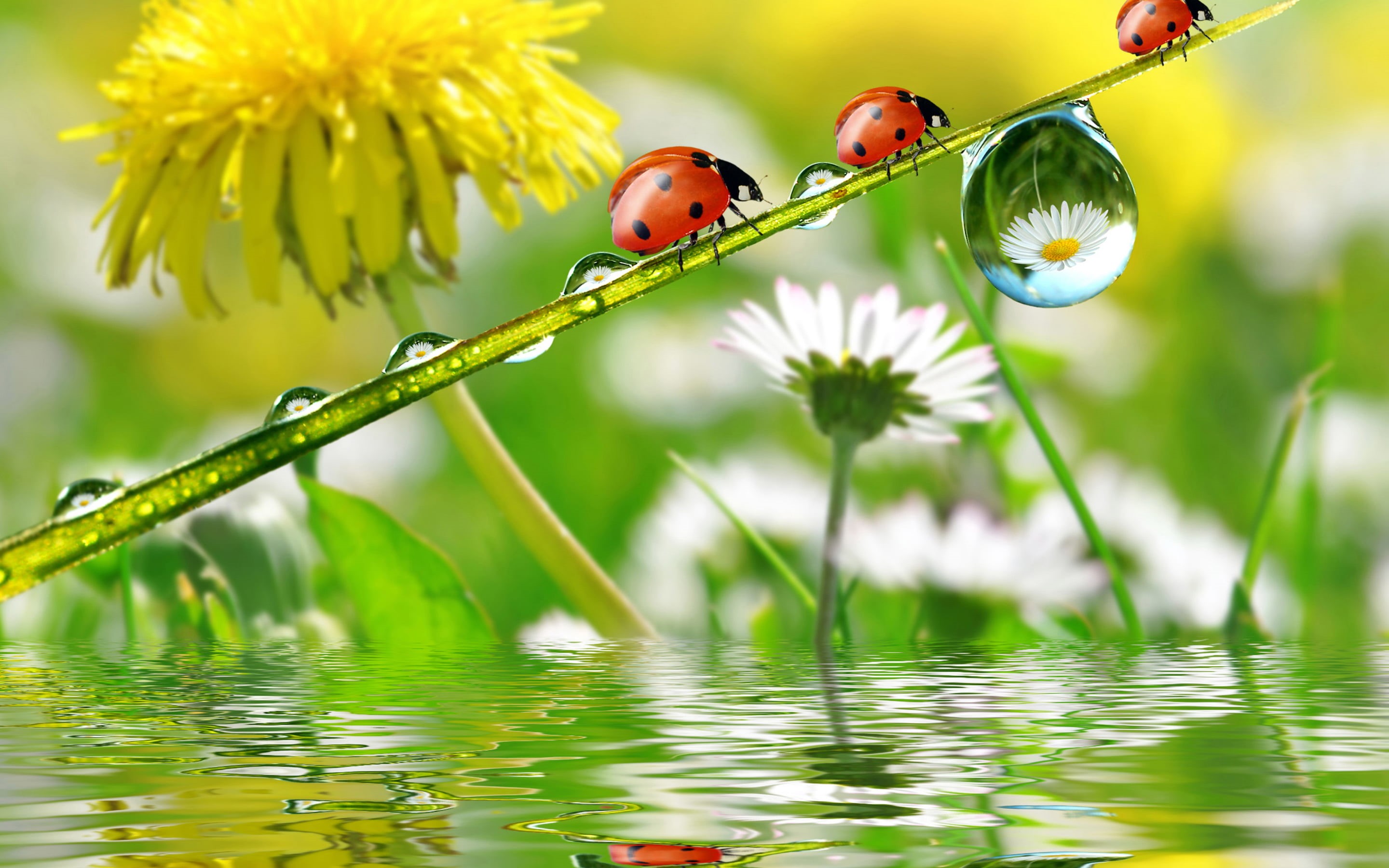 selective focus, flowering plant, rain, animal wildlife, phones, 2K, invertebrate, animals in the wild, insect, computer, dandelion, desktop, HD Wallpaper