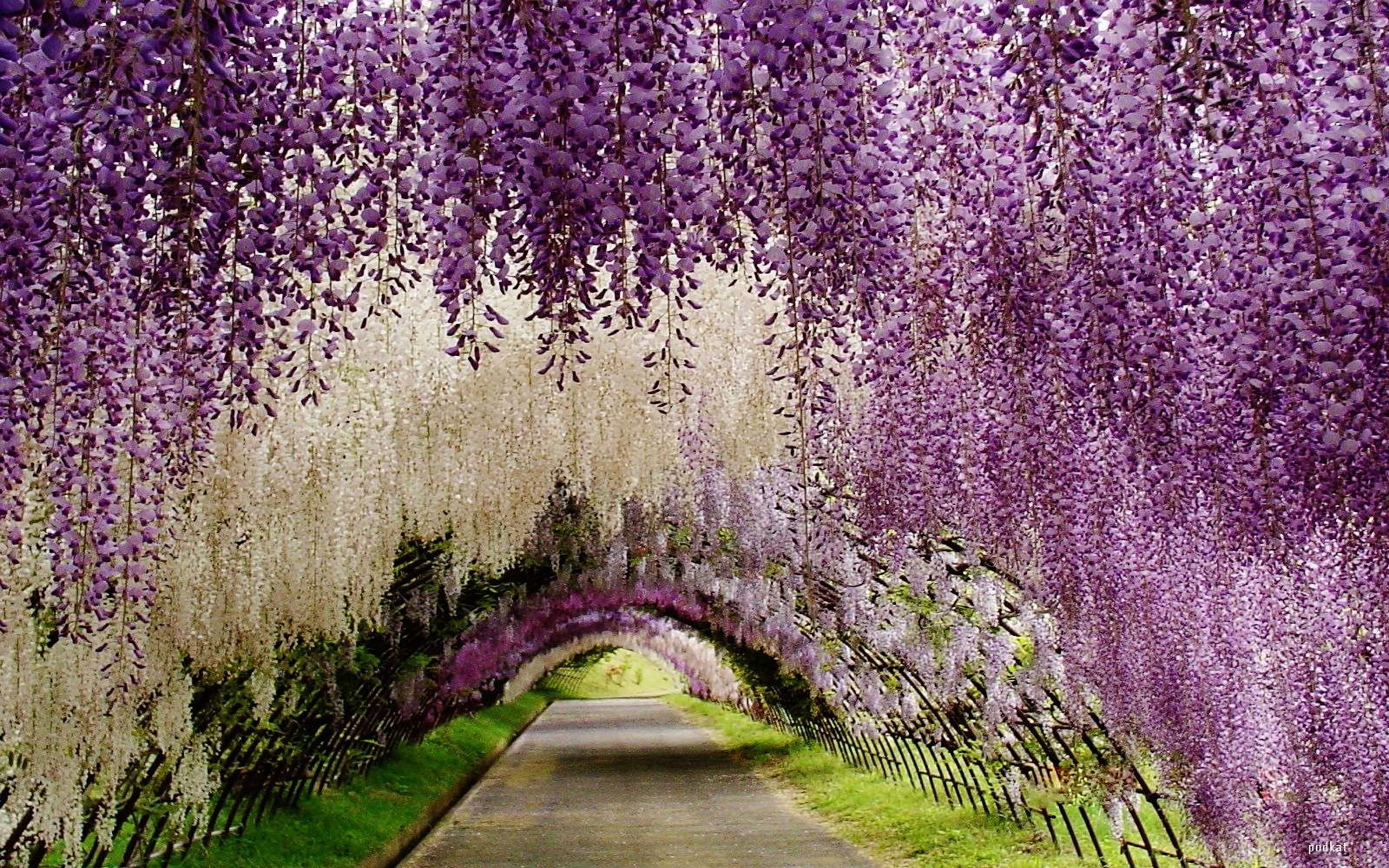 outdoors, park - man made space, pink, violet, freshness, white, flower, footpath, tunnel, flowering plant, japan, the way forward, purple, treelined, blossom, HD Wallpaper