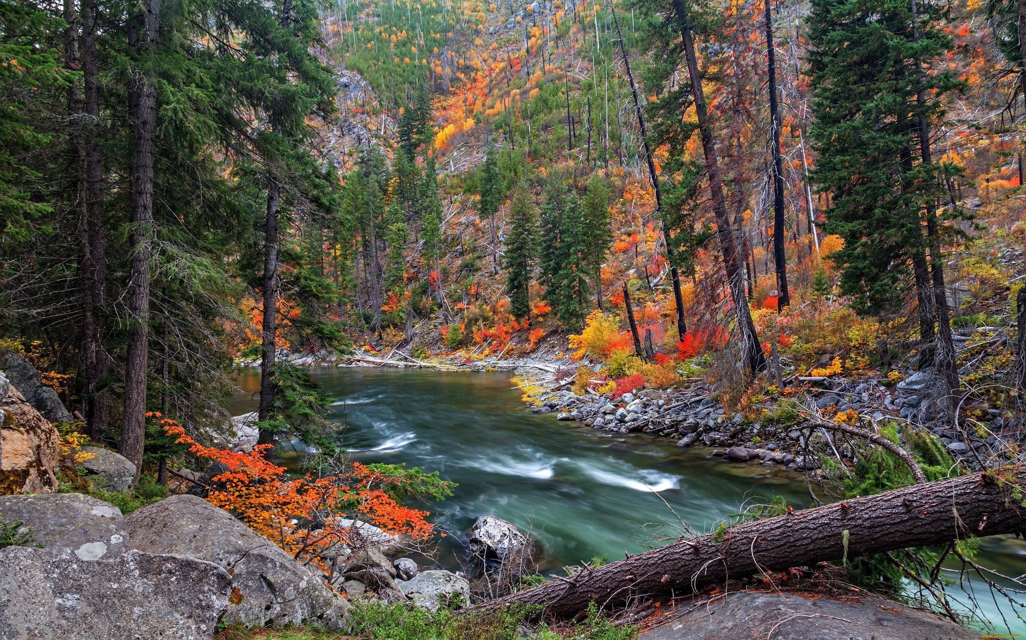 rock, green, motion, rock - object, autumn, 1080P, environment, long exposure, forest, pine trees, tree, river, land, outdoors, beauty in nature, non-urban scene, HD Wallpaper