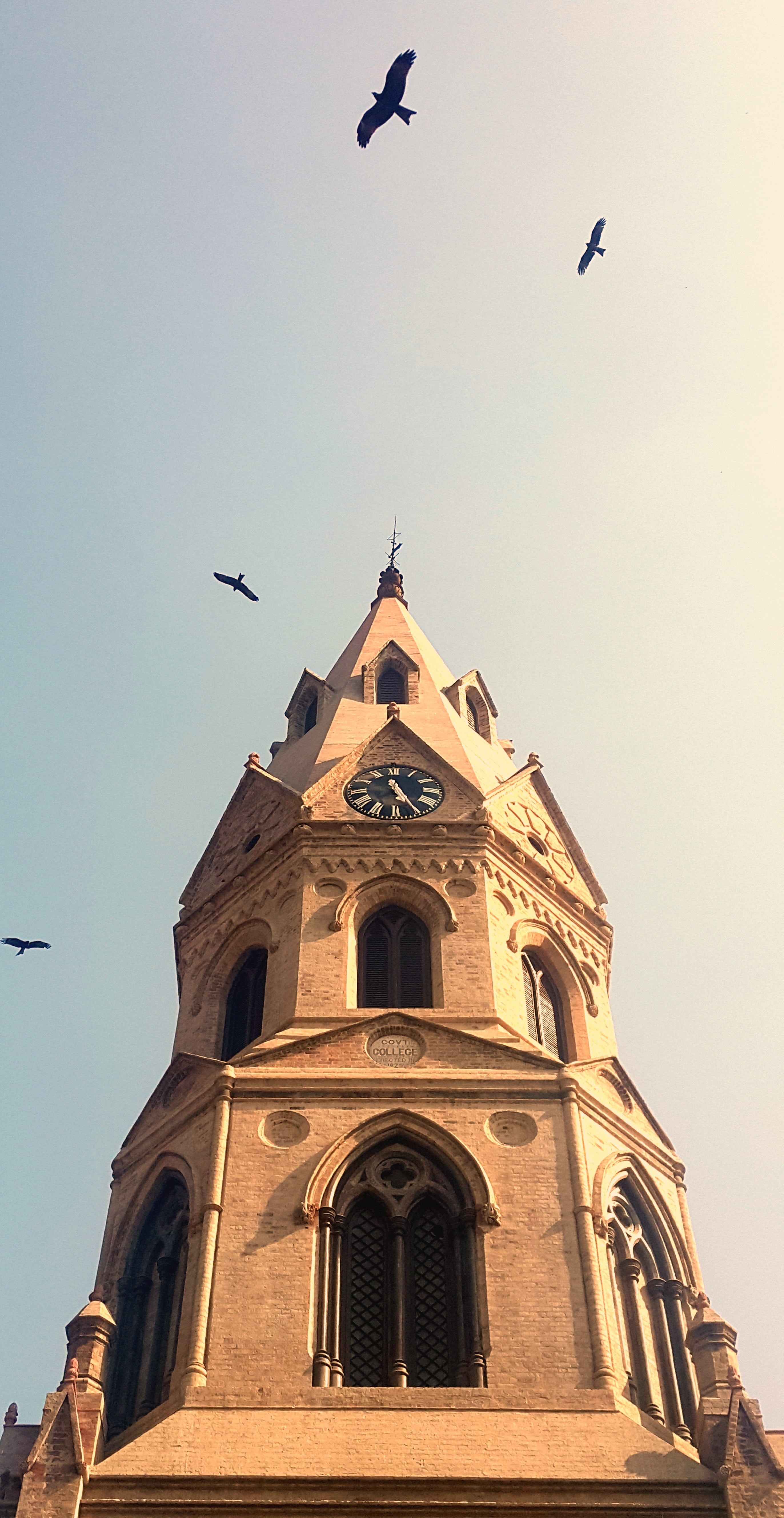 university building, spread wings, bird, group of animals, gc clock tower, sky, university tower, pakistan university, animal themes, place of worship, Phone HD Wallpaper
