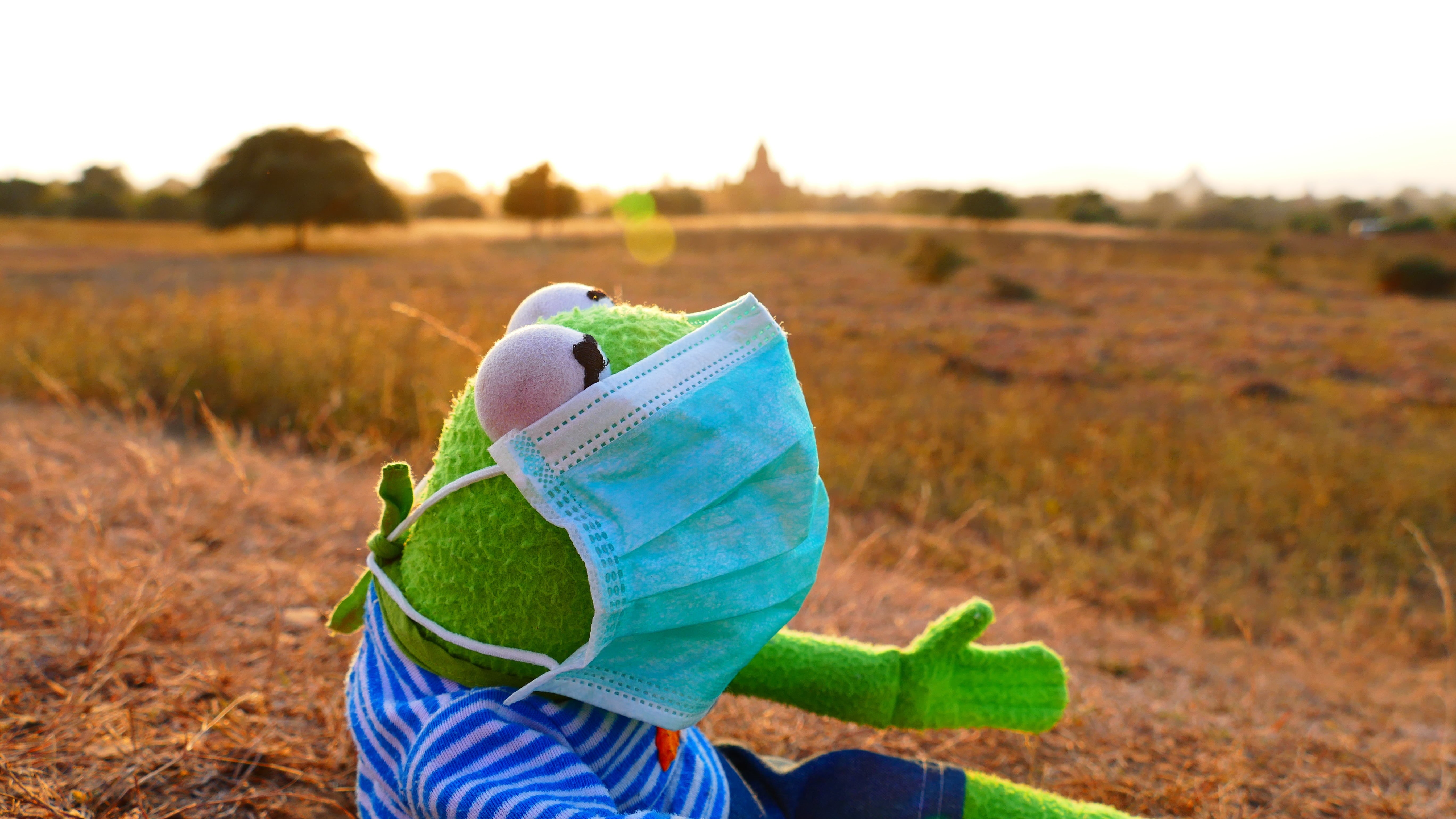 one person, body part, leisure activity, hand, rural scene, child, focus on foreground, holding, frog, field, protection, plant, hat, day, sky, landscape, HD Wallpaper