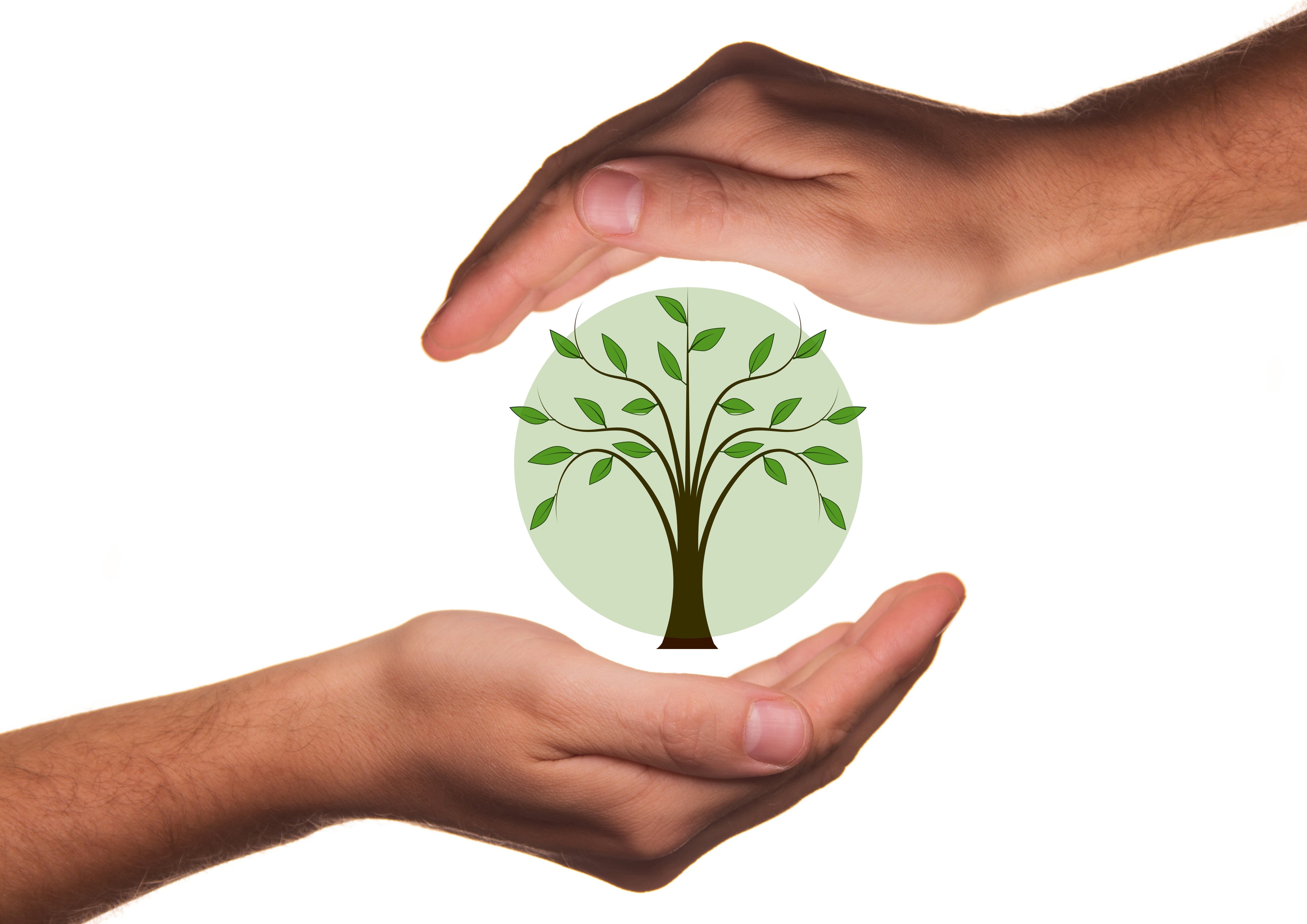 green color, globalization, cut out, conservation, studio shot, growth, body part, houseplant, tree, protect, bio, human hand, beauty in nature, human finger, HD Wallpaper