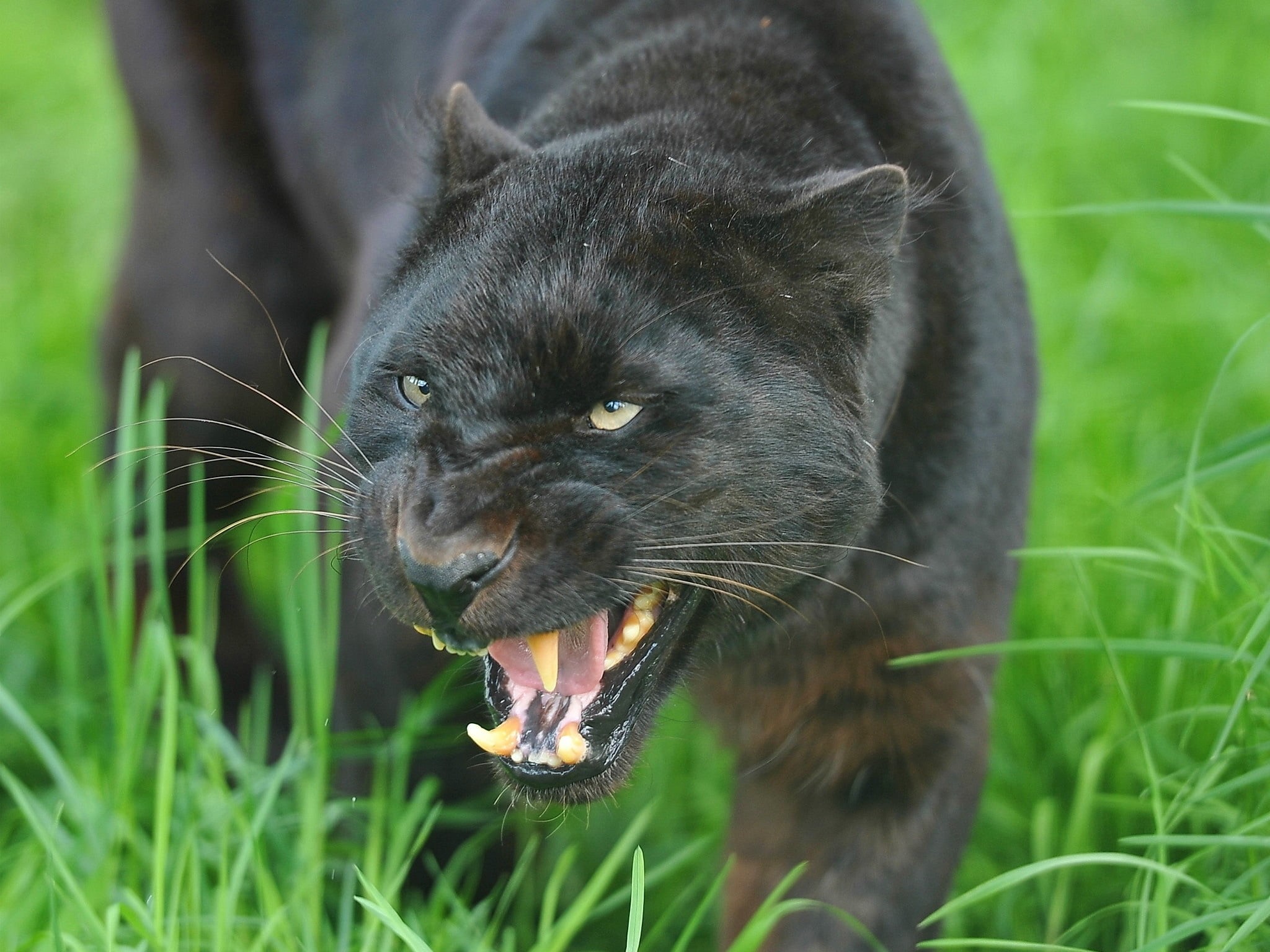 cute, cat, one animal, animal, black Color, looking, carnivore, wildlife, anger, animal wildlife, teeth, aggression, close-up, fur, 1080P, animal themes, HD Wallpaper