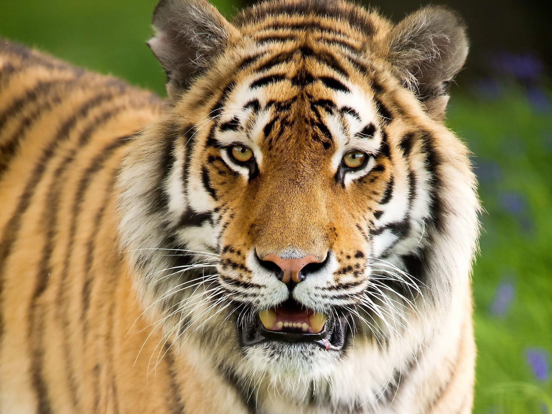 1080P, aggression, mammal, whisker, tiger, big Cat, focus on foreground, animal wildlife, carnivora, tigris River, safari Animals, fur, outdoors, no people, HD Wallpaper