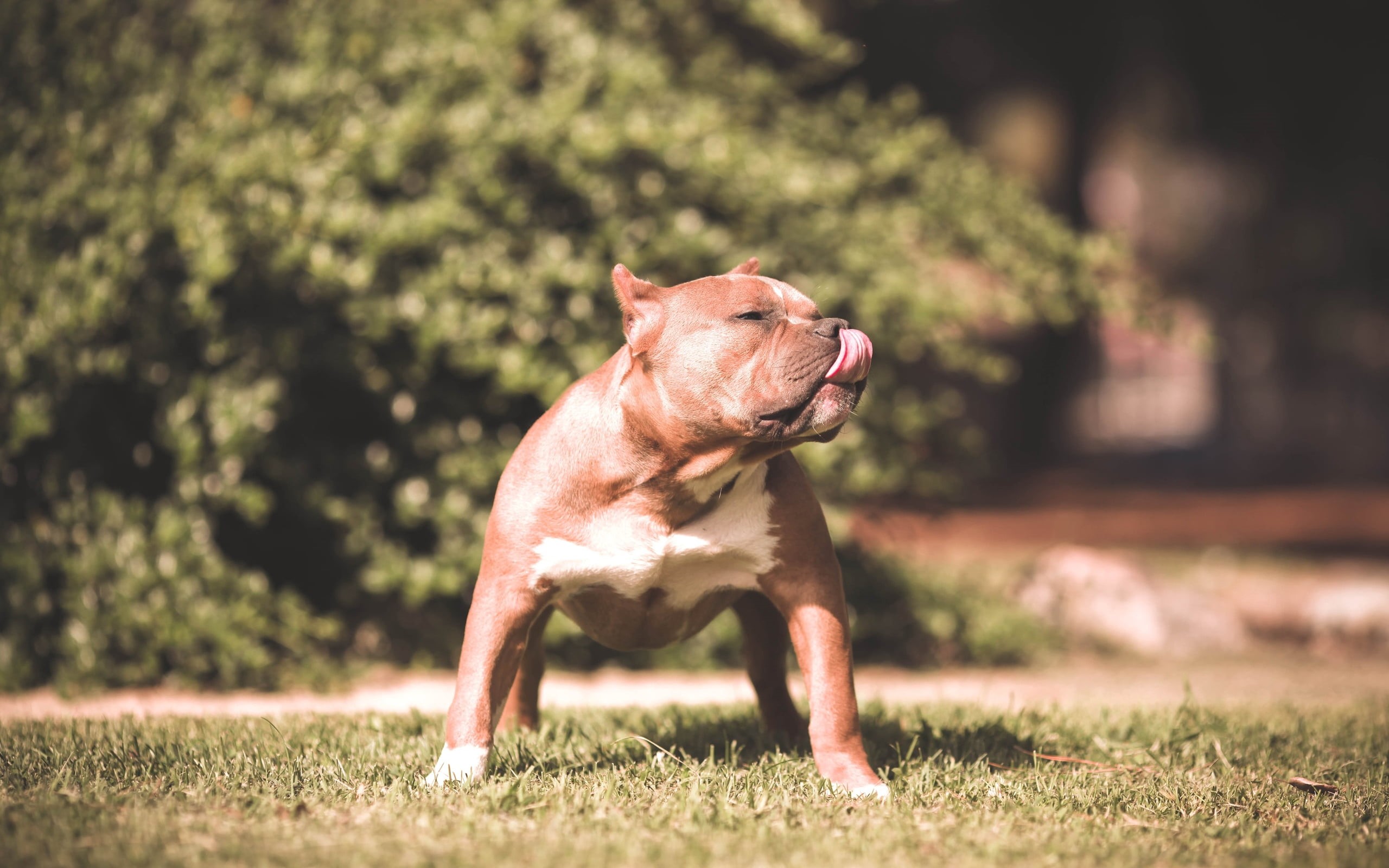 shepherd, day, mammal, animal, no people, sunlight, mouth open, dog, canine, brown, sitting, tan, pit, small, aggression, summer, american, bulldog, puppy, HD Wallpaper