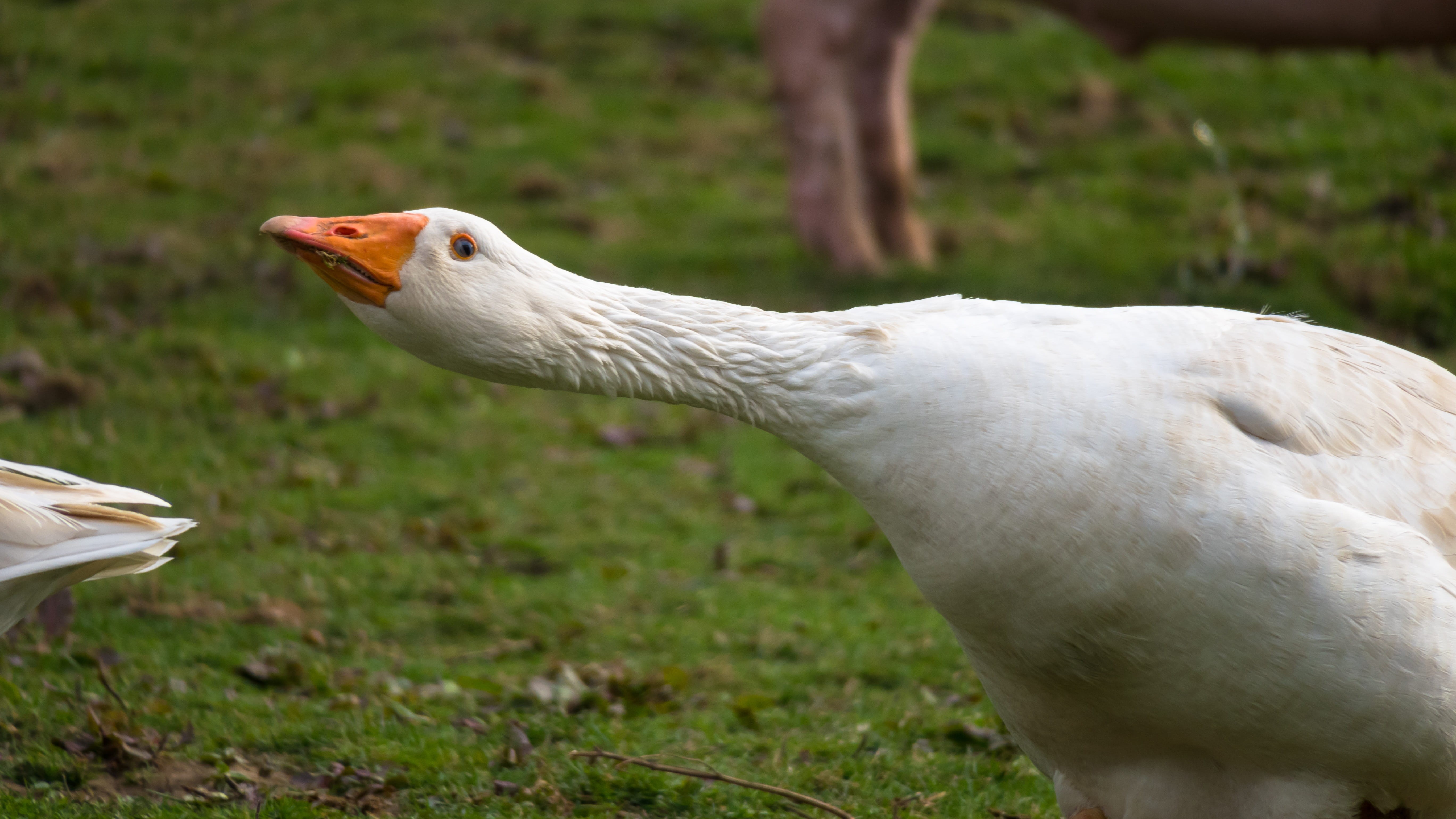 land, white color, gripe, plant, beak, ranting, day, bird, outdoors, animal neck, no people, defend, agriculture, mouth open, focus on foreground, nature, HD Wallpaper