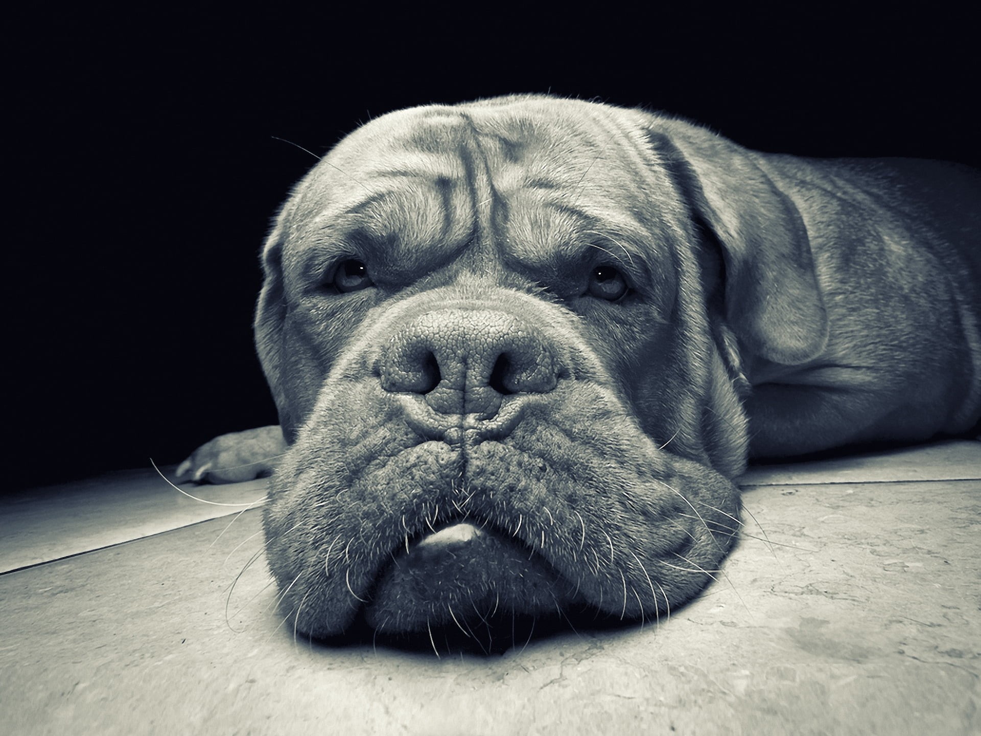 small, muzzle, animal, animal themes, pets, domestic Animals, domestic, sitting, black background, brown, relaxation, purebred Dog, resting, no People, HD Wallpaper