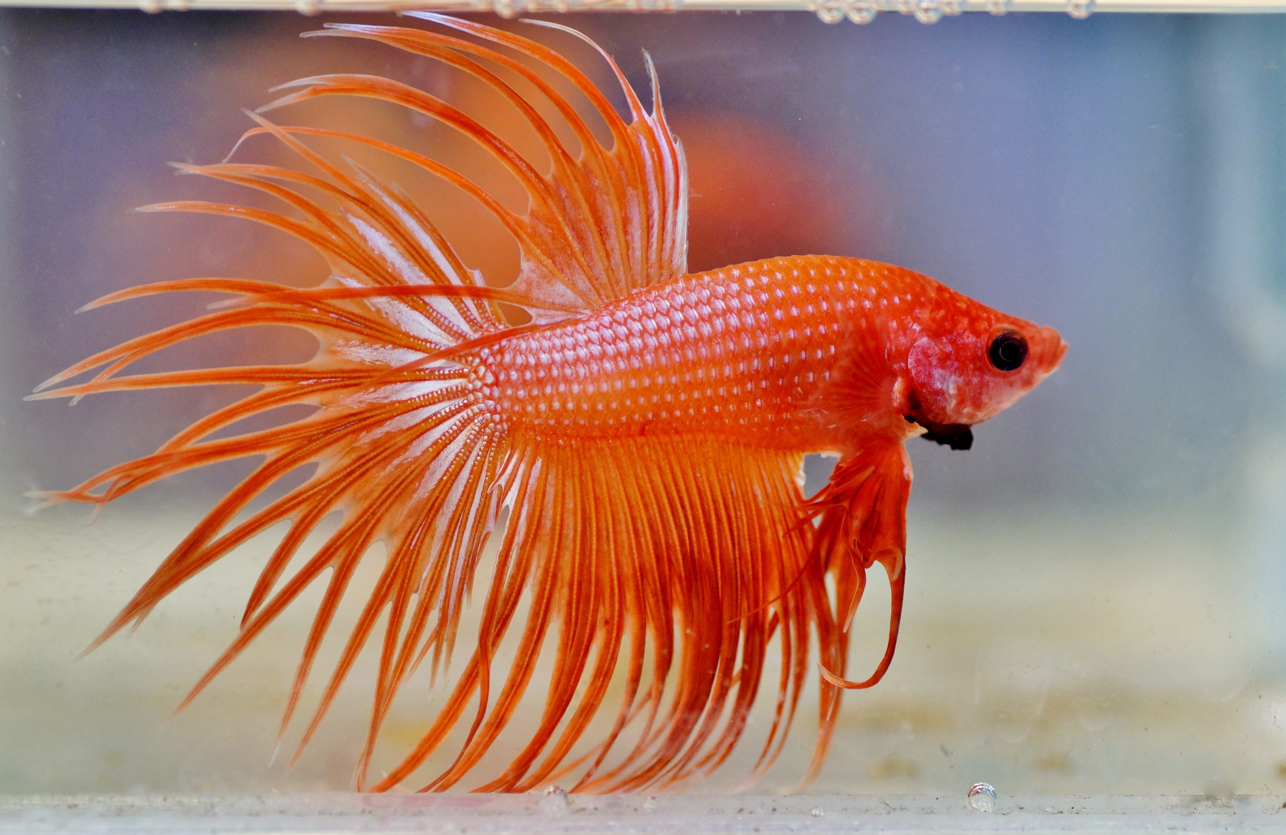 one animal, no people, aggressive, animal wildlife, beta, aquarium, freshwater, animal themes, animals in the wild, orange, marine, male, swimming, undersea, HD Wallpaper