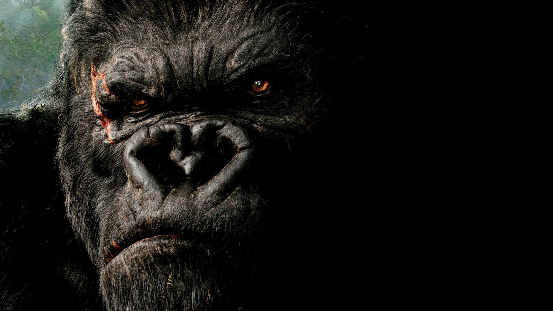 close-up, gorilla, looking at camera, one animal, black background, animal eye, ape, animals in the wild, portrait, no people, vertebrate, 1080P, primate, HD Wallpaper