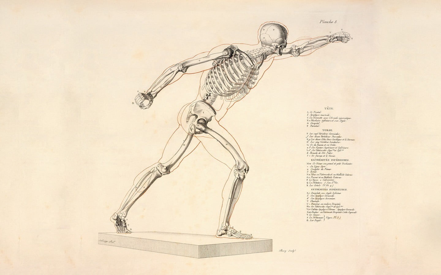 no people, arts culture and entertainment, newspaper, full length, paper, bones, human representation, creativity, music, art and craft, the past, indoors, HD Wallpaper