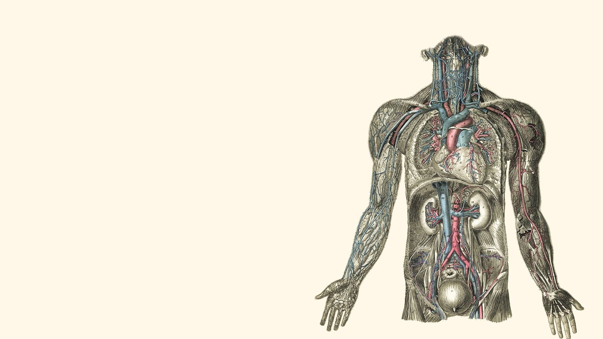 illustrations, body, hearts, kidney, anatomy, human, 1080P, HD Wallpaper