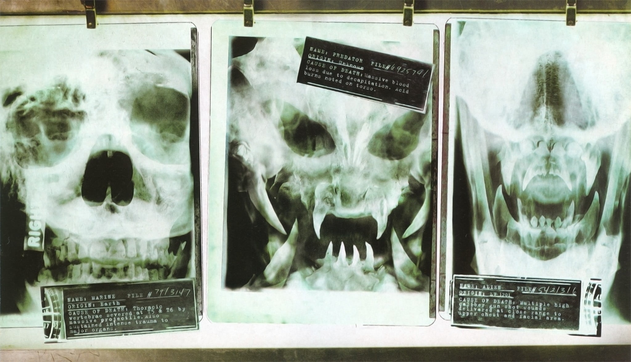 mammal, humor, western script, glass - material, result, medical x-ray, sign, 1080P, close-up, communication, healthcare and medicine, technology, bone, HD Wallpaper