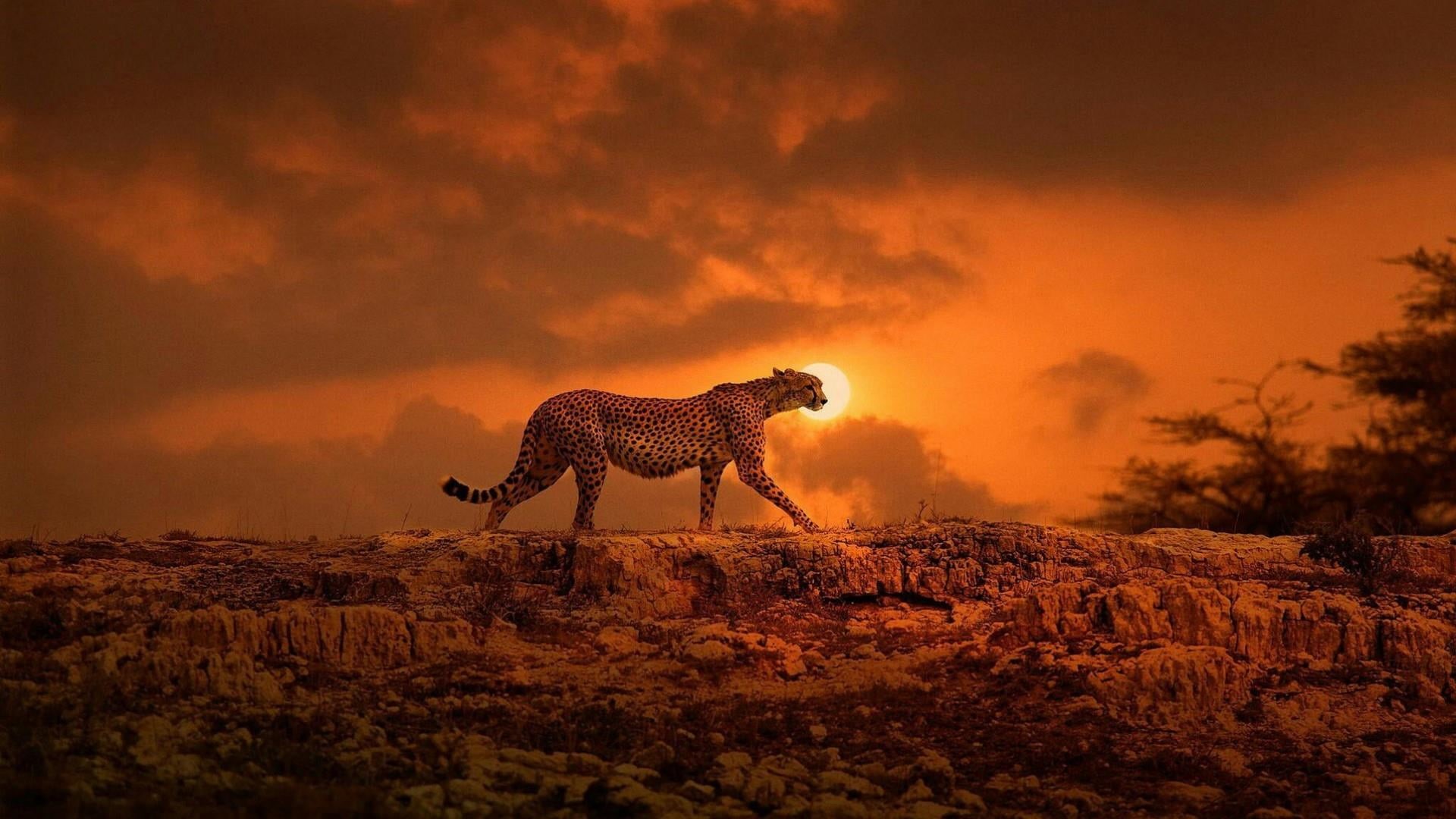 big cat, animal, landscape, sunset, 1080P, evening, animals hunting, one animal, side view, no people, full length, feline, safari, sky, mammal, rock, HD Wallpaper