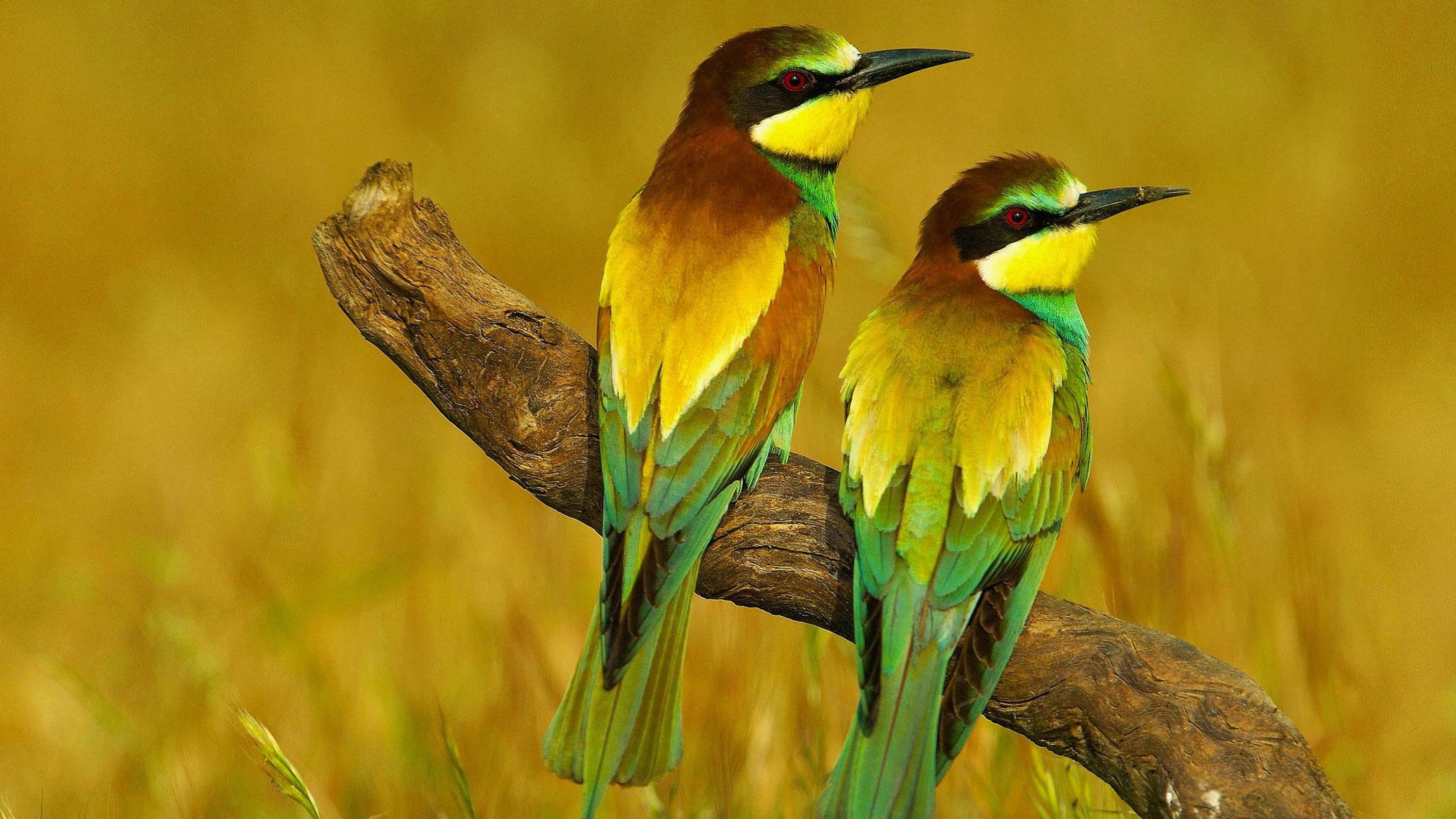no people, bee-eaters, focus on foreground, beauty in nature, two, nature, yellow, branch, one animal, animal wildlife, animals in the wild, green, animal themes, HD Wallpaper