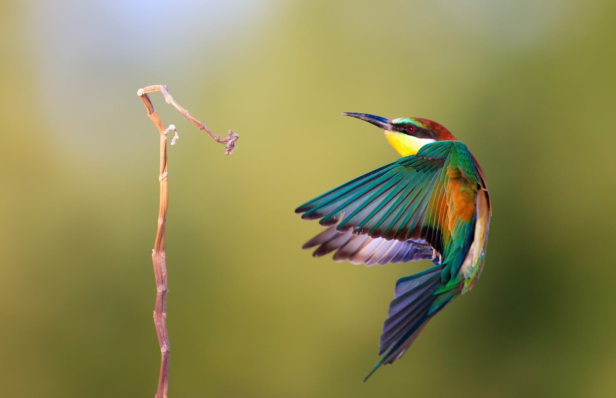 twigs, beauty in nature, plant, yellow, hummingbird, vertebrate, animal themes, outdoors, beak, bird, 1080P, flying, nature, kingfisher, animals in the wild, HD Wallpaper