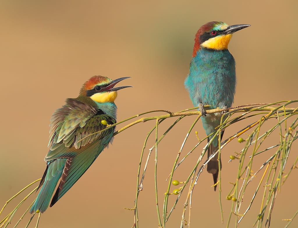 blue, wildlife, merops, european, nature, bee-Eater, bird, apiaster, animals In The Wild, multi Colored, animal, brown, 480P, eater, bee, branch, HD Wallpaper