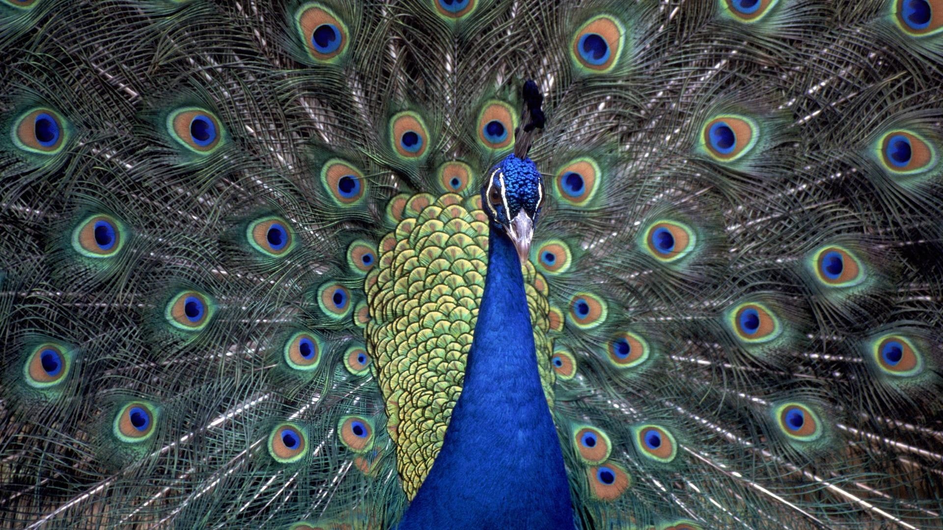 colors, peacock, bursting, bird, colorful, soft, pretty, animals, color, animal, feathers, 1080P, blue, HD Wallpaper