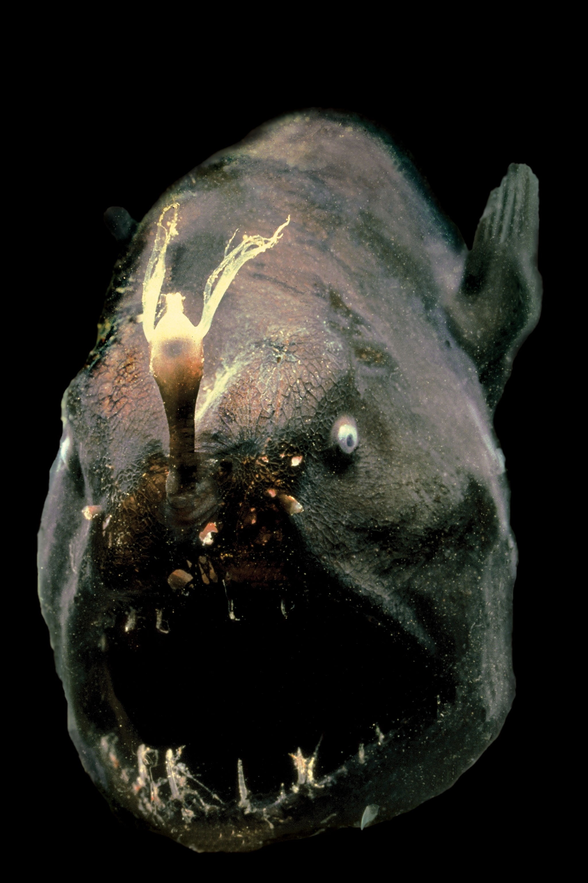 x, FISH, art, hd, animals, anglerfish, 2K, Phone HD Wallpaper