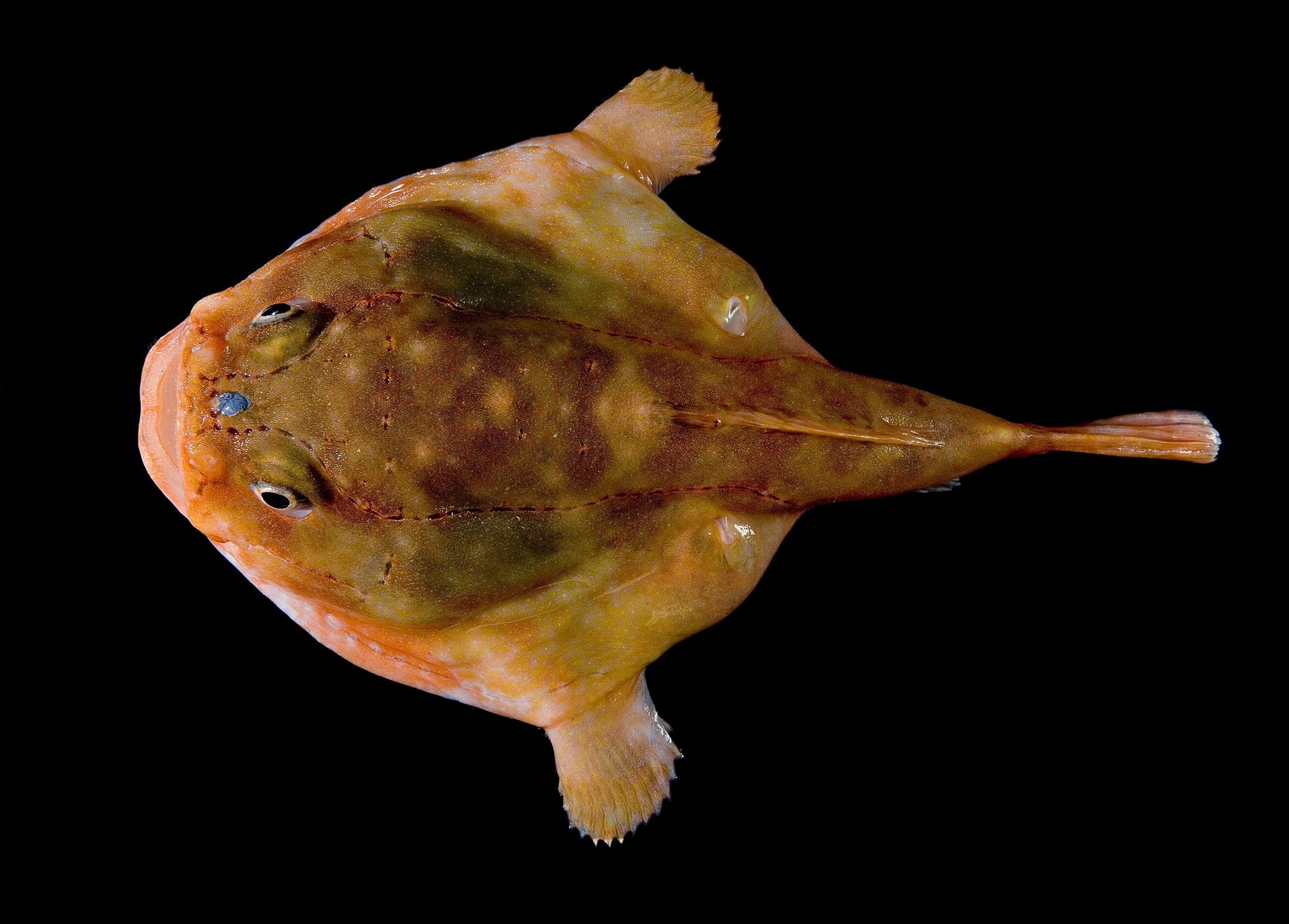 frogfish, water, marine, indoors, black background, underwater, single object, natural condition, still life, food and drink, 1080P, freshness, plant, HD Wallpaper