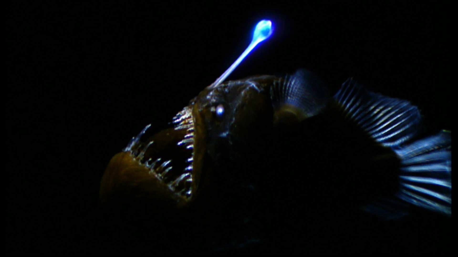 1080P, anglerfish, HD Wallpaper