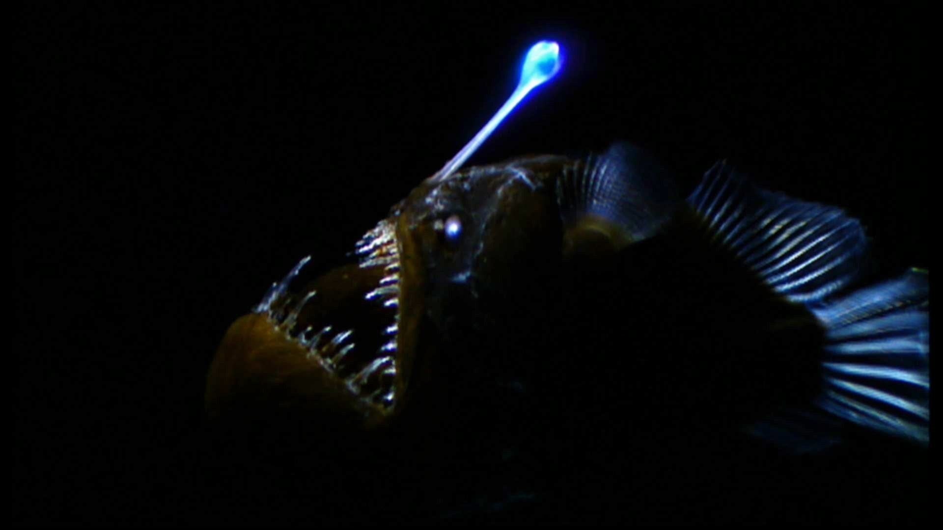 Fish, 1080P, Anglerfish, Animal, HD Wallpaper