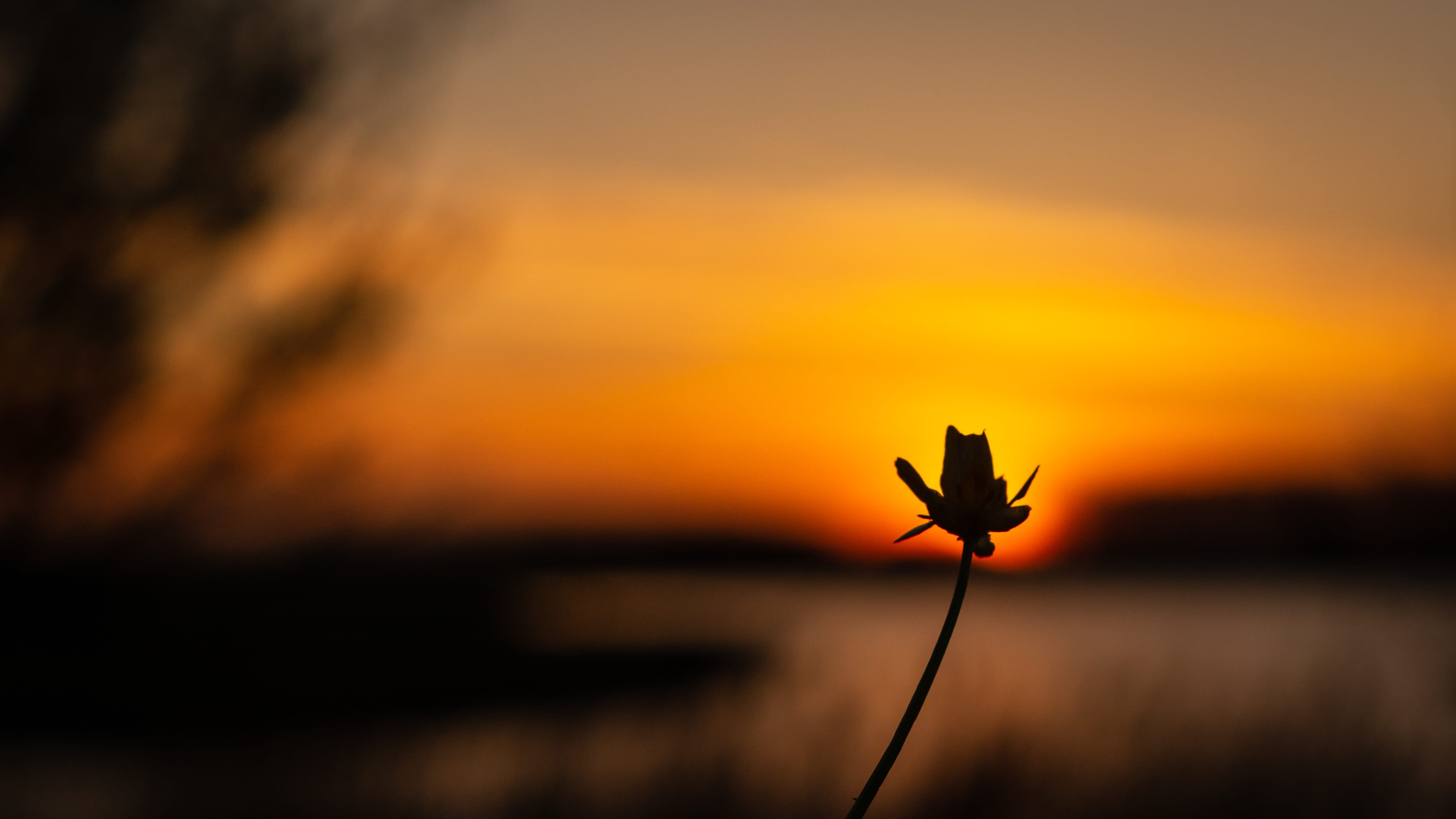 sky, redsky, no people, netherlands, fragility, silhouette, vulnerability, copy space, flowering plant, beauty in nature, appiture, plant, peacefull, HD Wallpaper