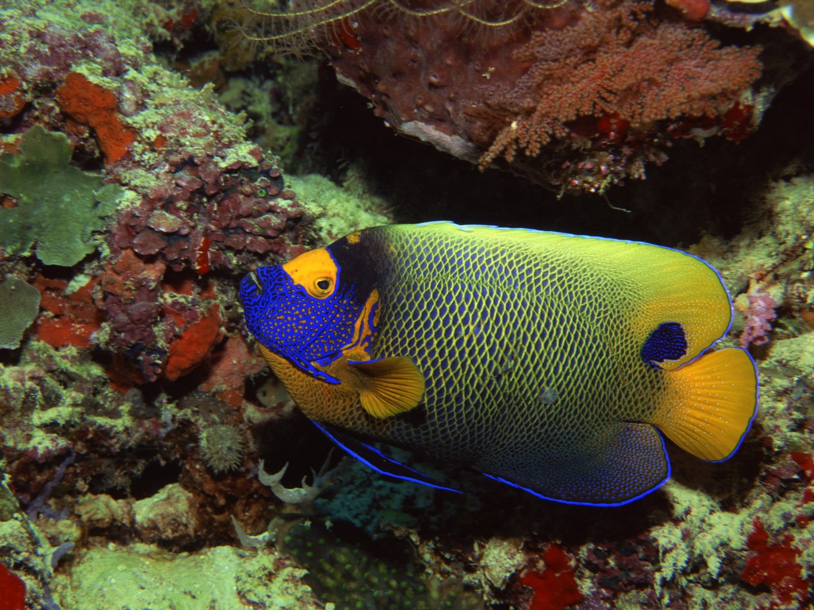 sea, water, coral, beauty in nature, animal, sea life, tank, fish, invertebrate, undersea, vertebrate, 720P, colorful, reef, yellow, no people, underwater, HD Wallpaper