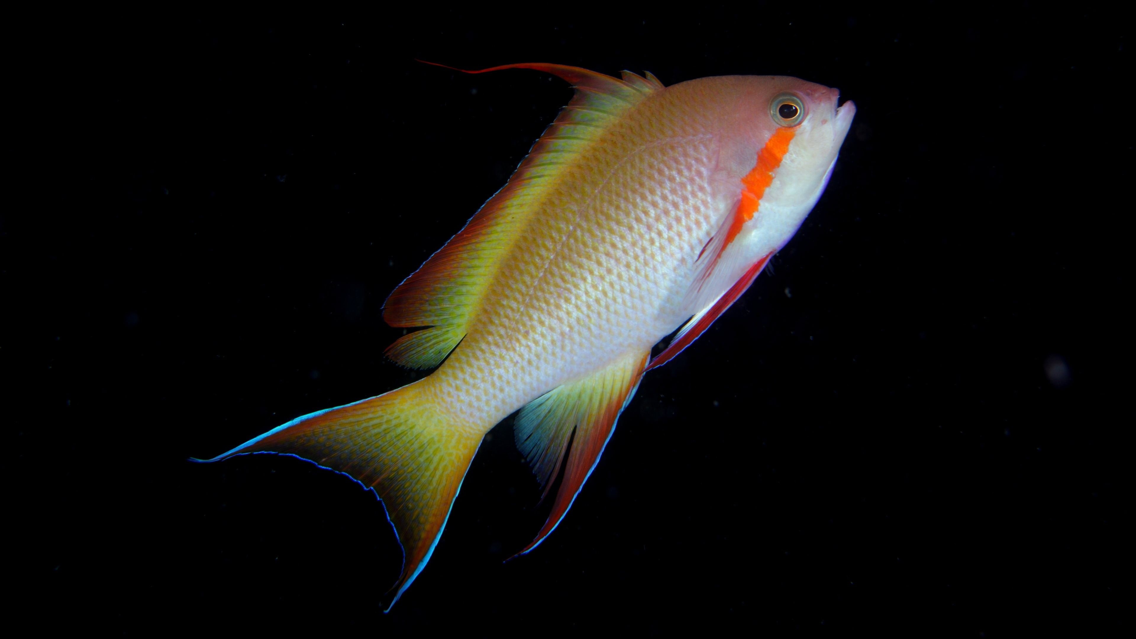 fish, colorful, animal themes, marine, animal, animals in the wild, water, profile view, black background, vertebrate, animal wildlife, swimming, 4K, outdoors, HD Wallpaper
