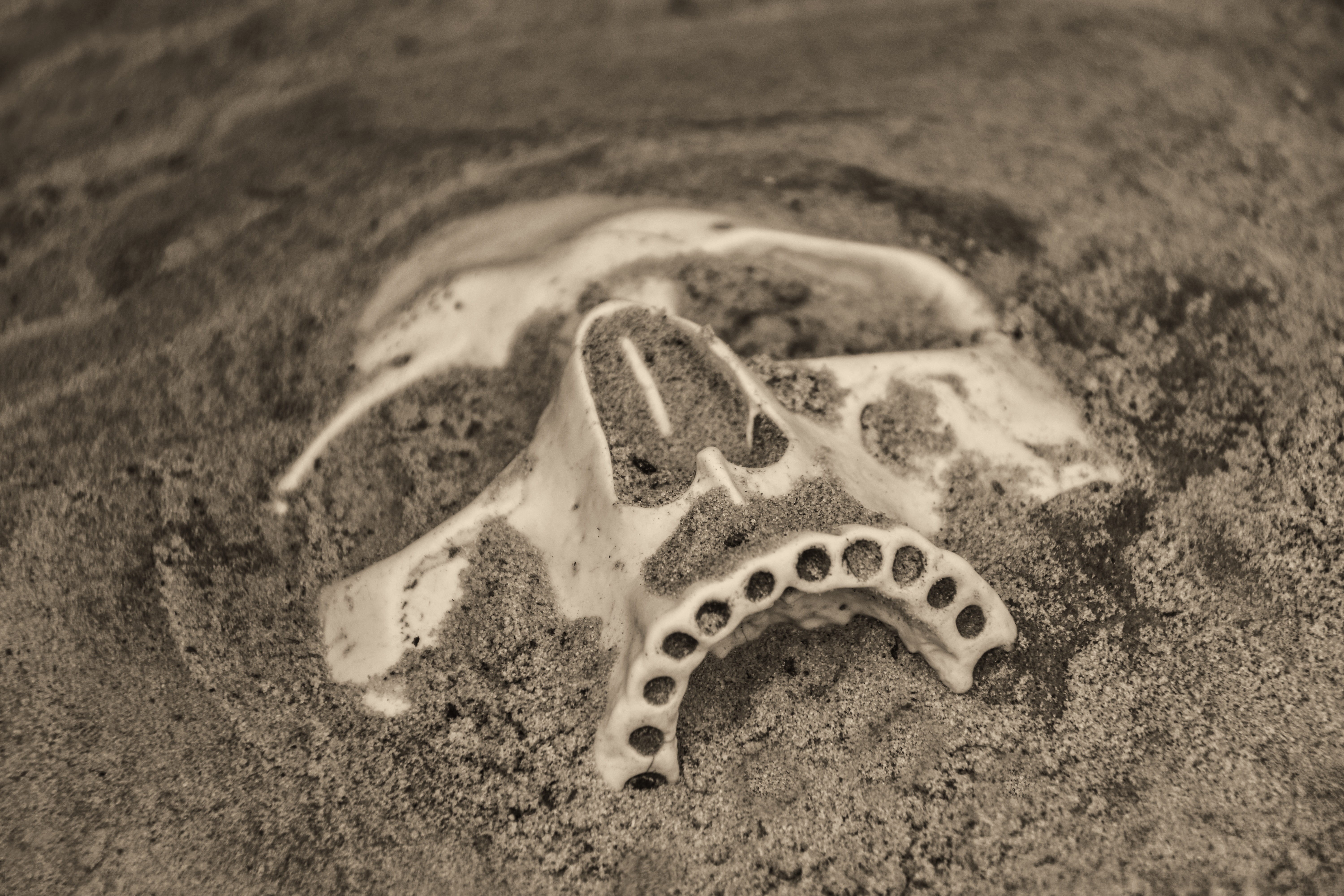 criminal, bone, face, fossil, horror, 5K, crime, gothic, ghost, high angle view, dead, selective focus, scary, close-up, star shape, land, animals in the wild, HD Wallpaper