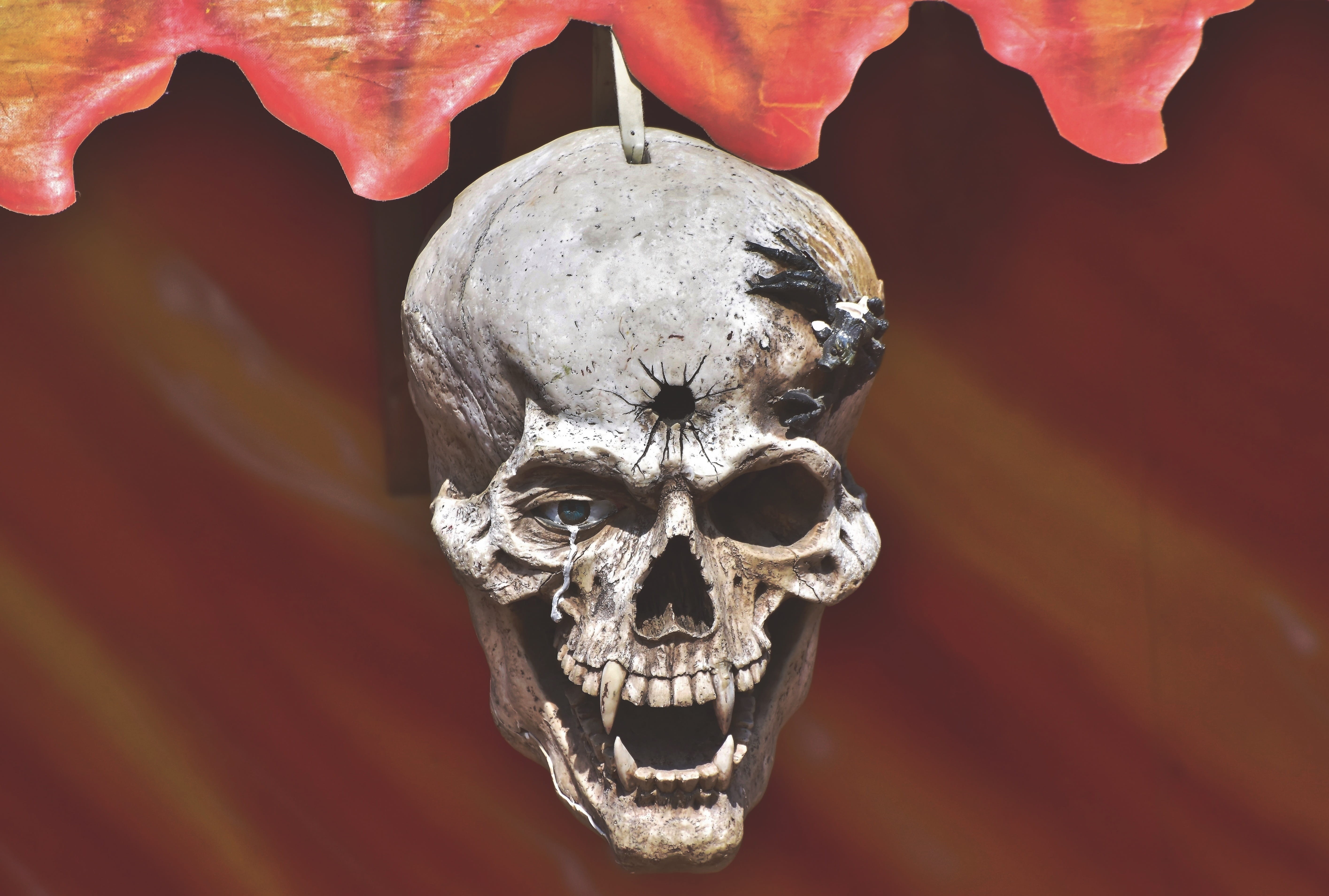 skull, gloomy, body part, focus on foreground, close-up, human bone, mystical, creepy, horror, bone, red, weird, 5K, tooth, creativity, art and craft, HD Wallpaper