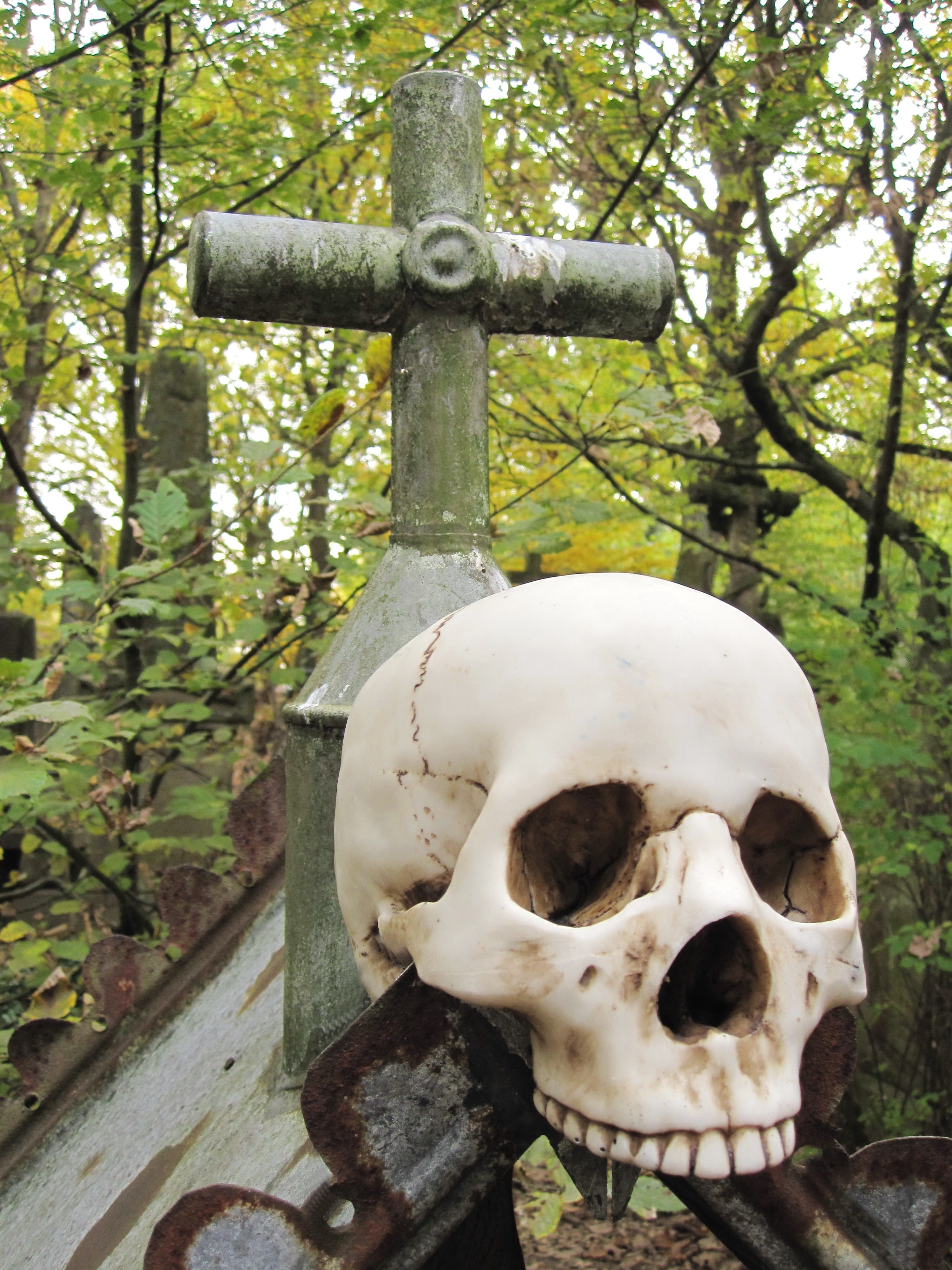 4K, tree, animal skull, plant, tooth, fear, the past, head, spirituality, cemetery, scare, day, skeleton, no people, die, weird, human anatomy, crypt, Phone HD Wallpaper