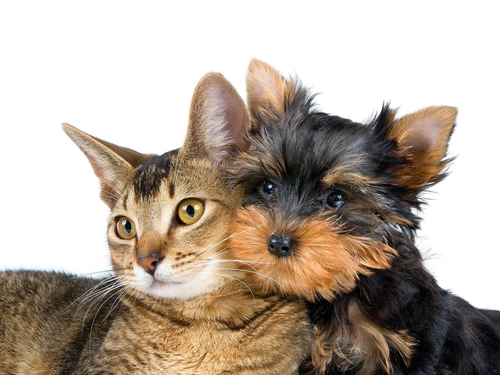 pictures, high, animals, resolution, 720P, cats, white, background, dogs, HD Wallpaper