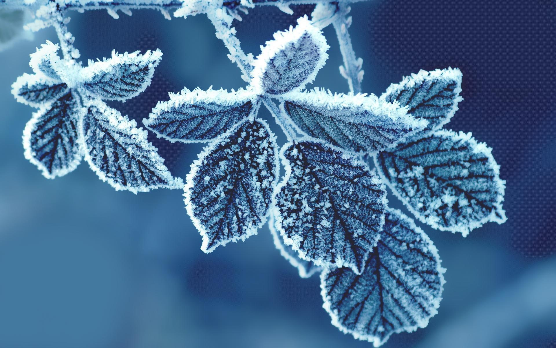 1080P, leaves, leaf, resolution, high, frozen, pictures, snowflakes, gray, HD Wallpaper