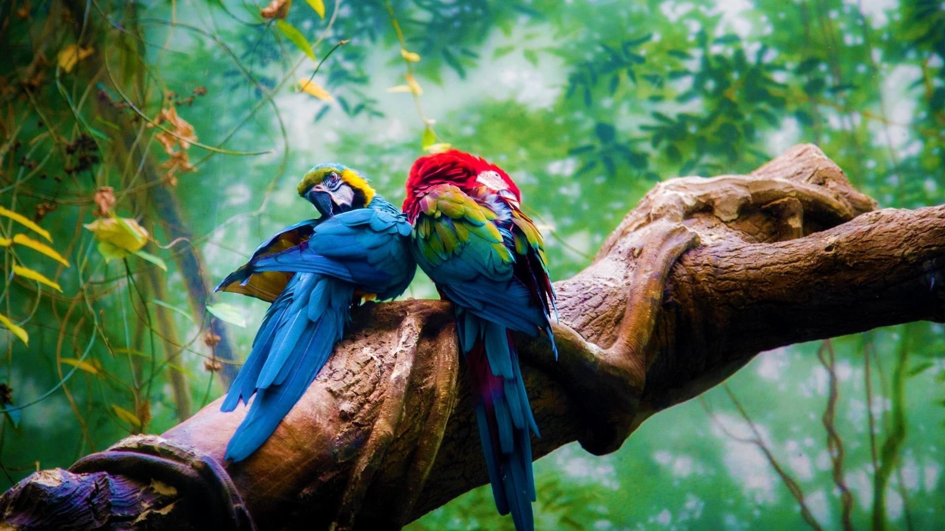 bird, parrot, 1080P, macaw, jungle, tree, HD Wallpaper