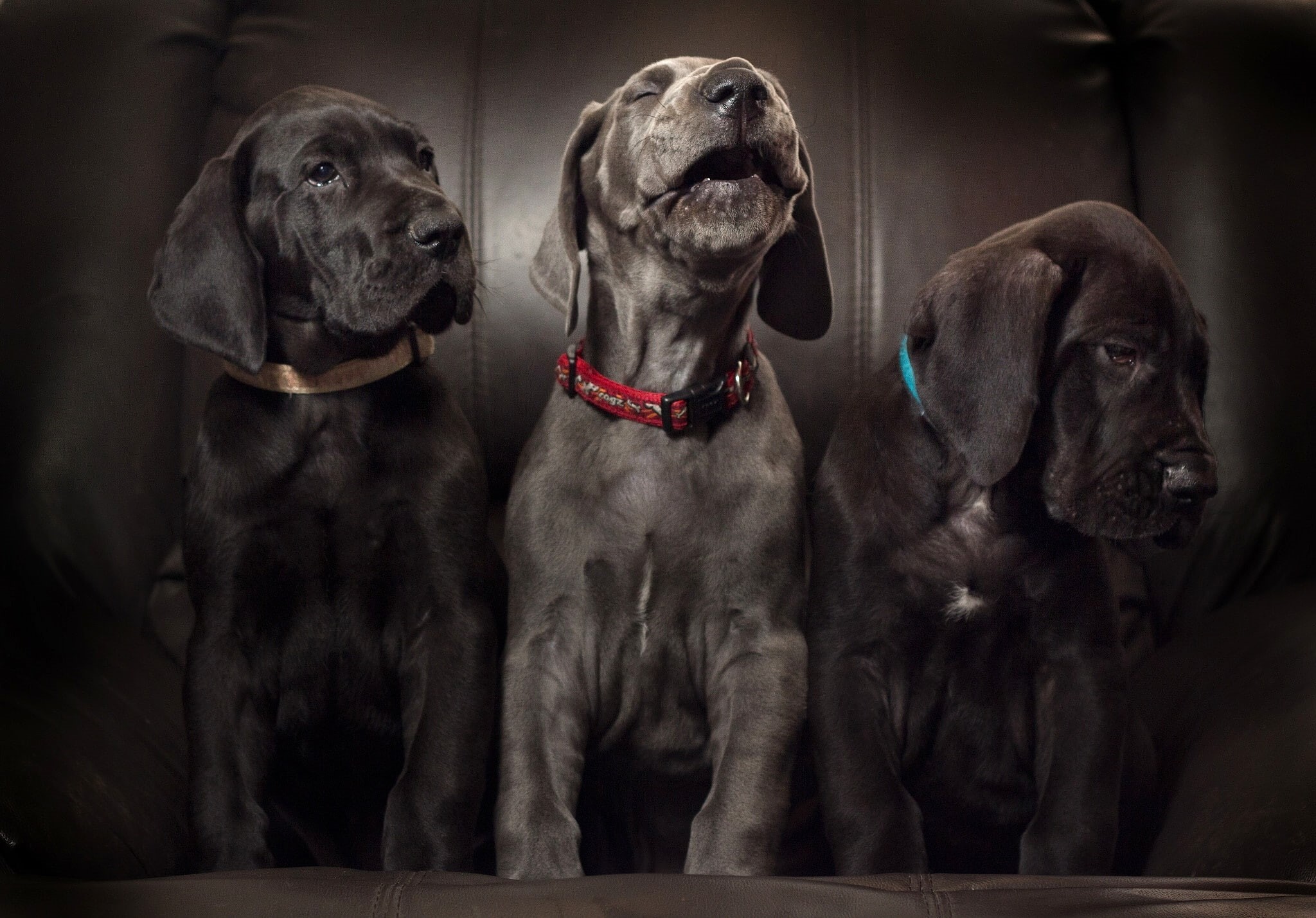 black, puppies, solo, beagels, dogs, Aria, Trinity, trio, Great Dane, labrador, 1080P, HD Wallpaper